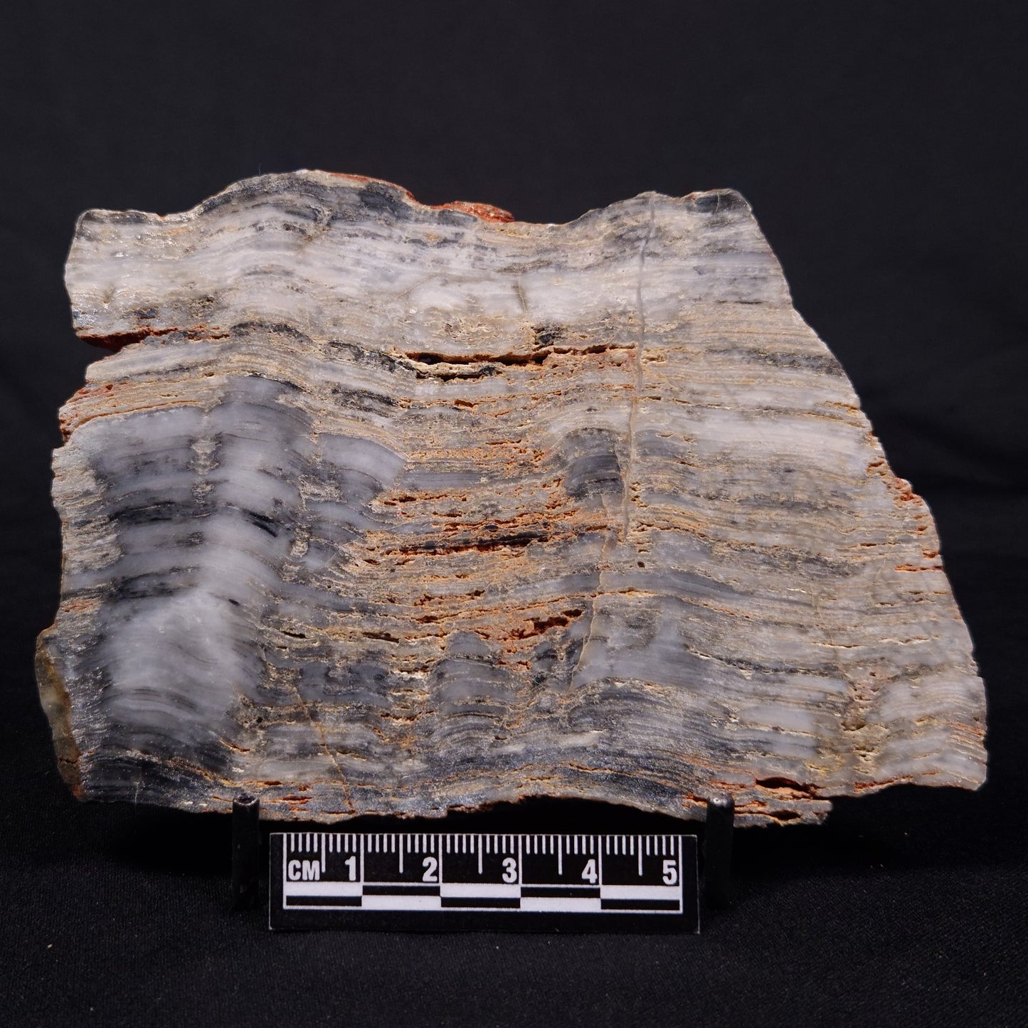 MOUNT MCGRATH STROMATOLITE, Lower Proterozoic, Australia ZMG037