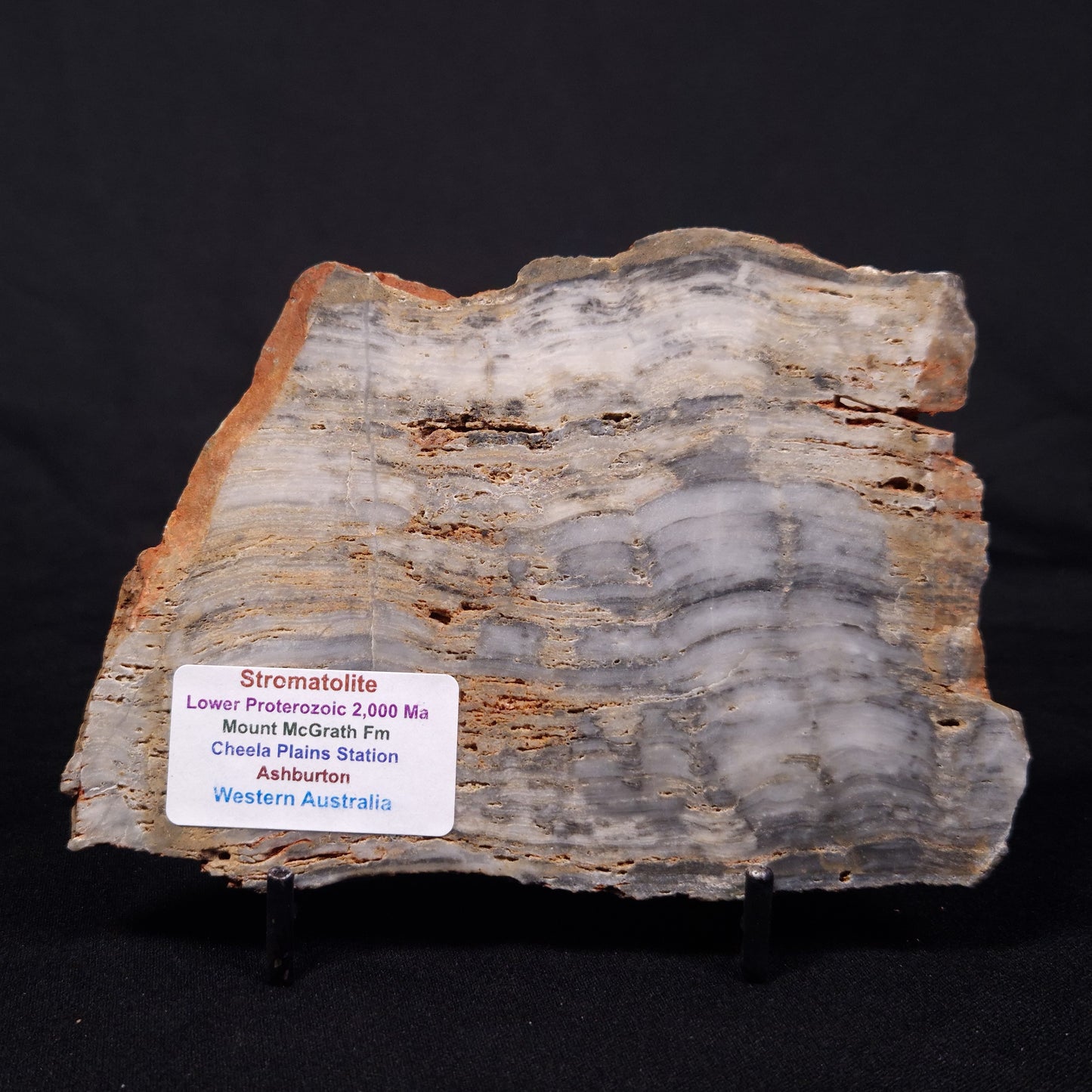MOUNT MCGRATH STROMATOLITE, Lower Proterozoic, Australia ZMG037