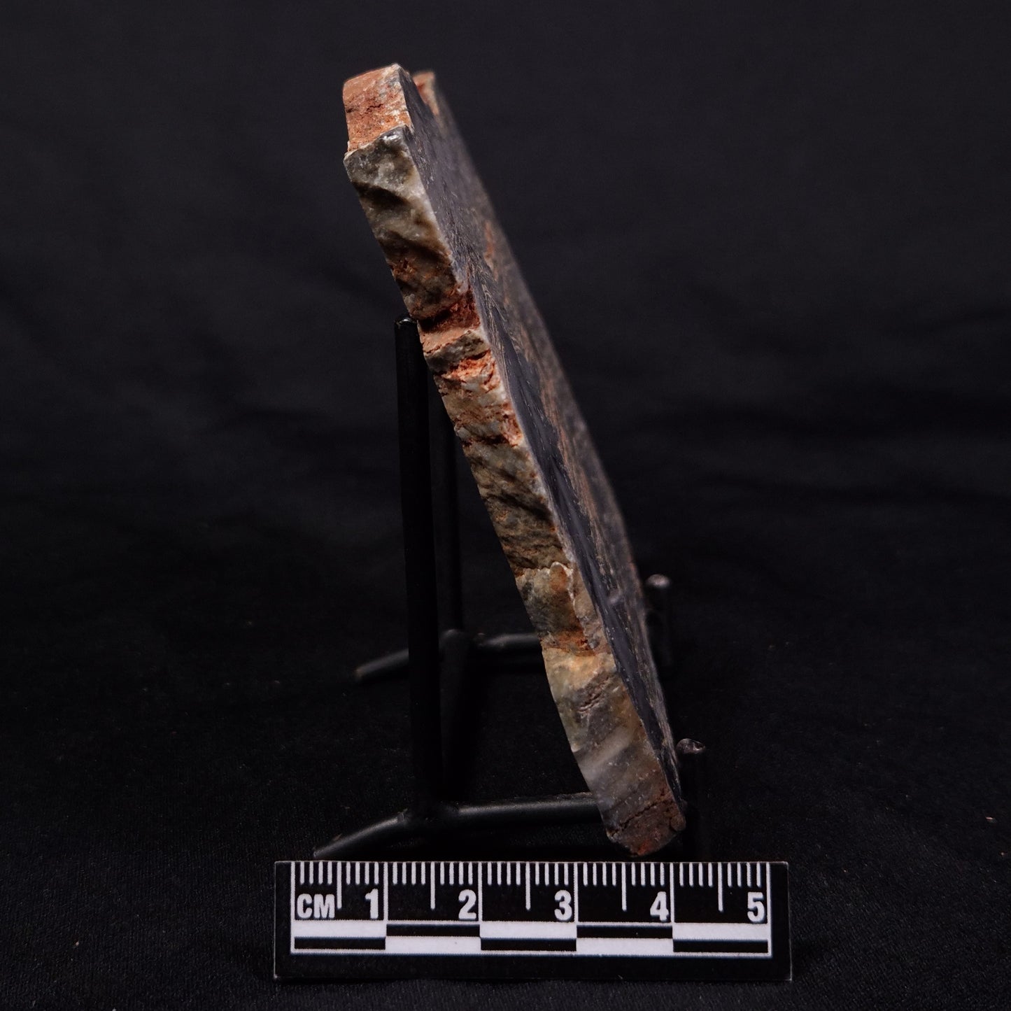 MOUNT MCGRATH STROMATOLITE, Lower Proterozoic, Australia ZMG037