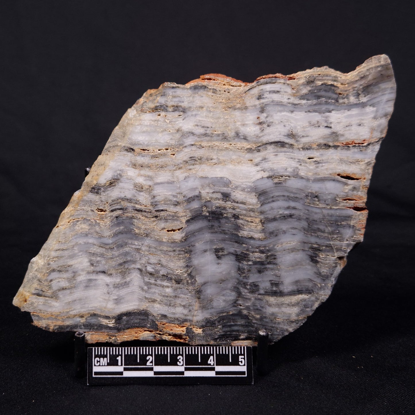MOUNT MCGRATH STROMATOLITE, Lower Proterozoic, Australia ZMG038