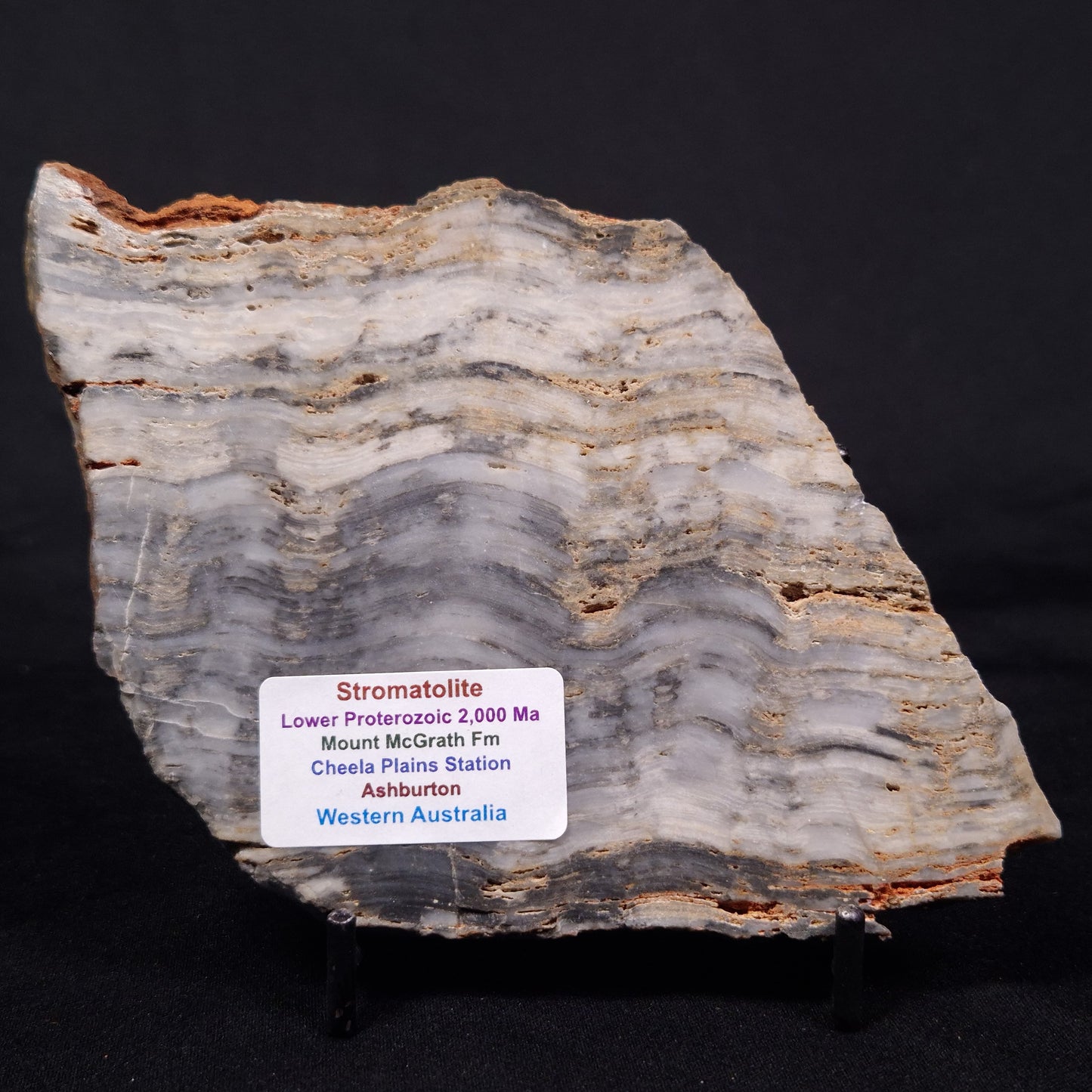 MOUNT MCGRATH STROMATOLITE, Lower Proterozoic, Australia ZMG038