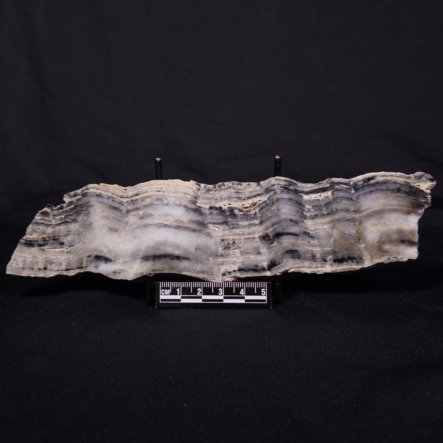 MOUNT MCGRATH STROMATOLITE, Lower Proterozoic, Australia ZMG039