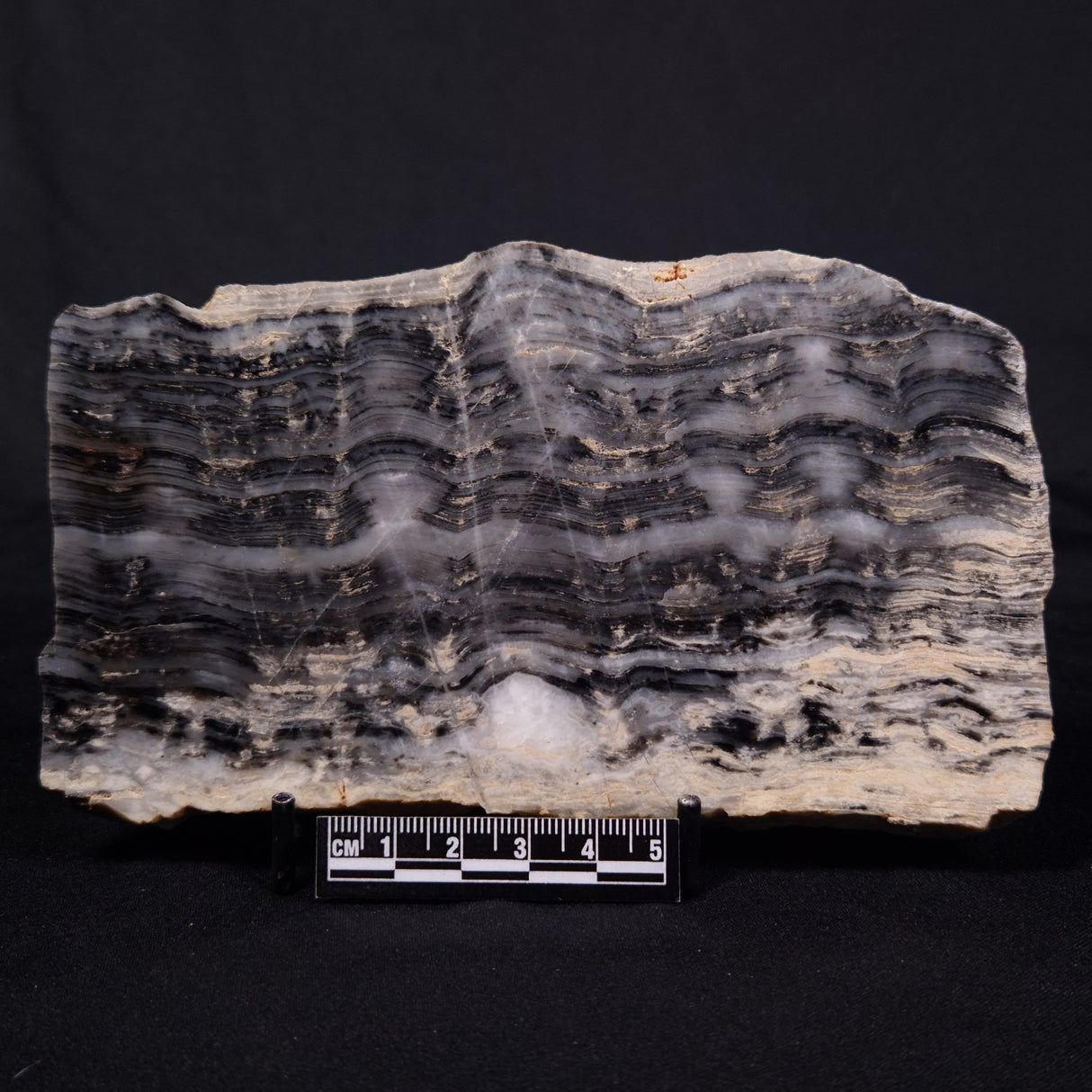 MOUNT MCGRATH STROMATOLITE, Lower Proterozoic, Australia ZMG040