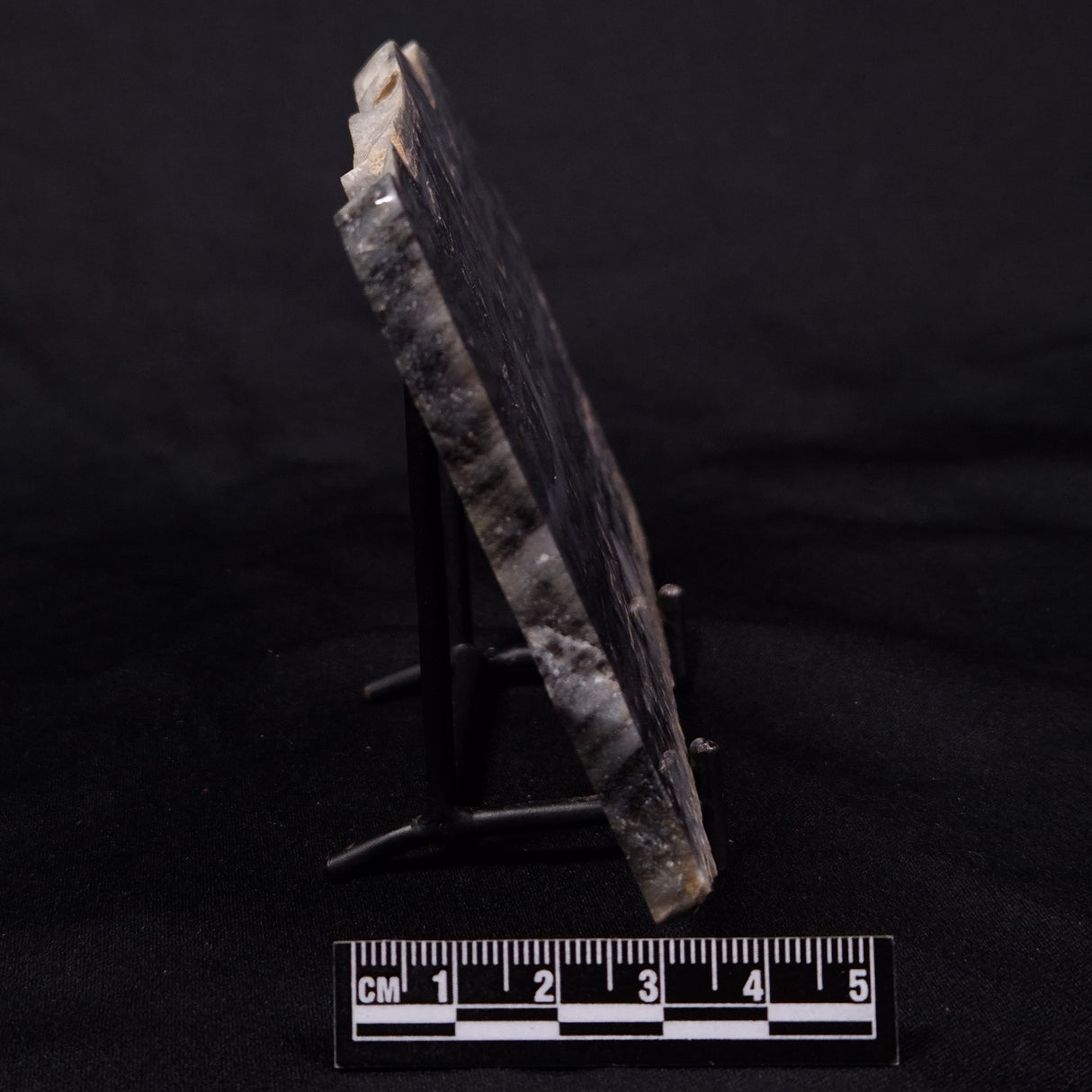 MOUNT MCGRATH STROMATOLITE, Lower Proterozoic, Australia ZMG040