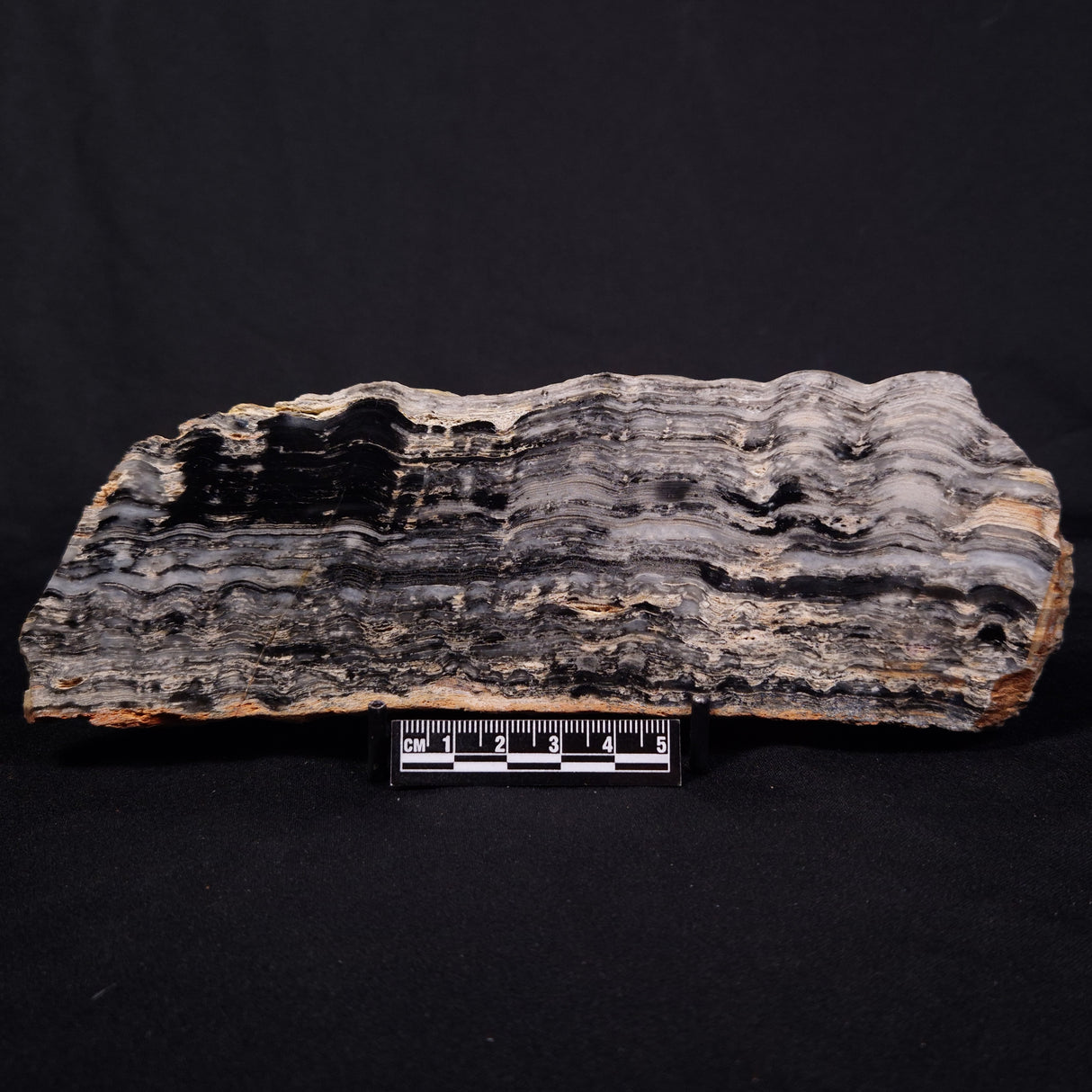 MOUNT MCGRATH STROMATOLITE, Lower Proterozoic, Australia ZMG041