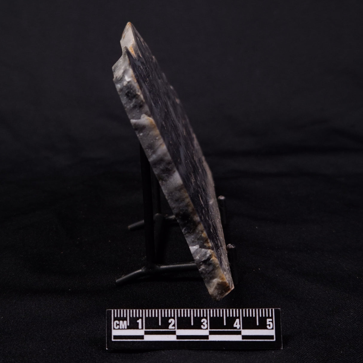 MOUNT MCGRATH STROMATOLITE, Lower Proterozoic, Australia ZMG042