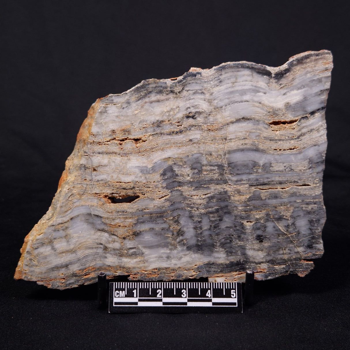 MOUNT MCGRATH STROMATOLITE, Lower Proterozoic, Australia ZMG043