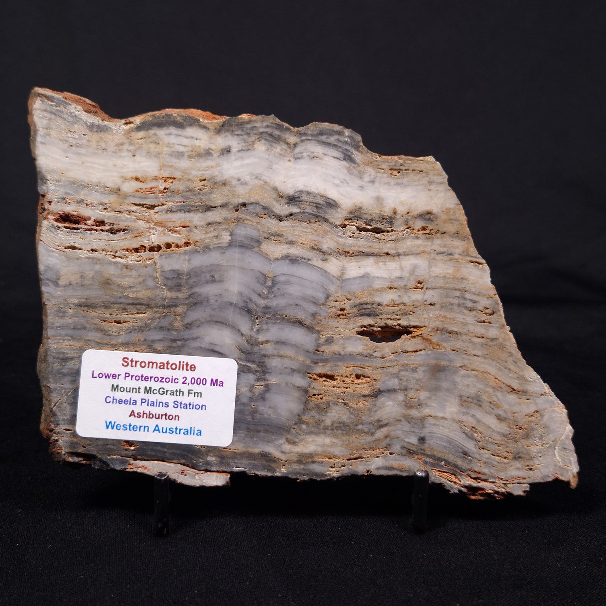 MOUNT MCGRATH STROMATOLITE, Lower Proterozoic, Australia ZMG043