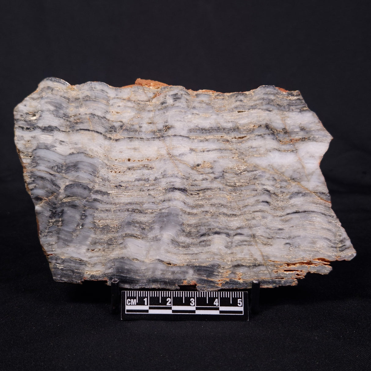 MOUNT MCGRATH STROMATOLITE, Lower Proterozoic, Australia ZMG044