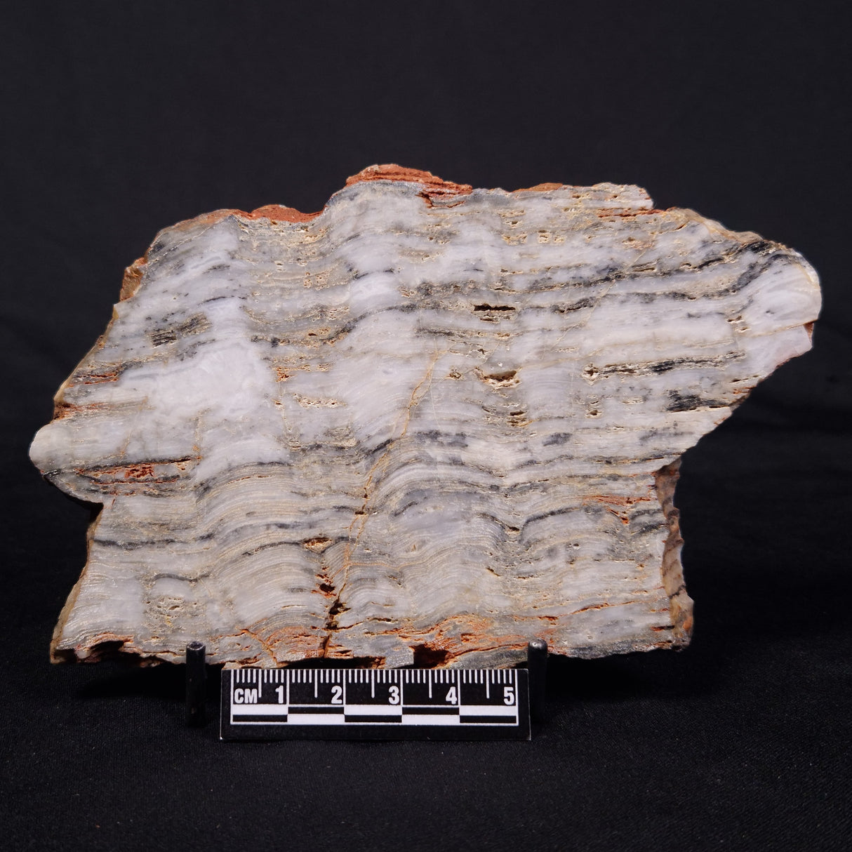 MOUNT MCGRATH STROMATOLITE, Lower Proterozoic, Australia ZMG045