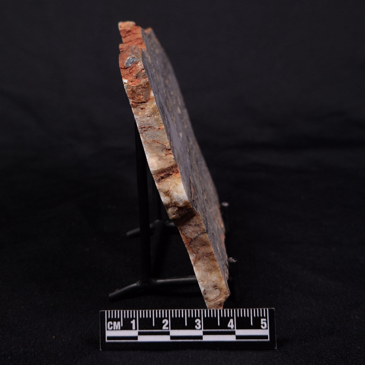 MOUNT MCGRATH STROMATOLITE, Lower Proterozoic, Australia ZMG045