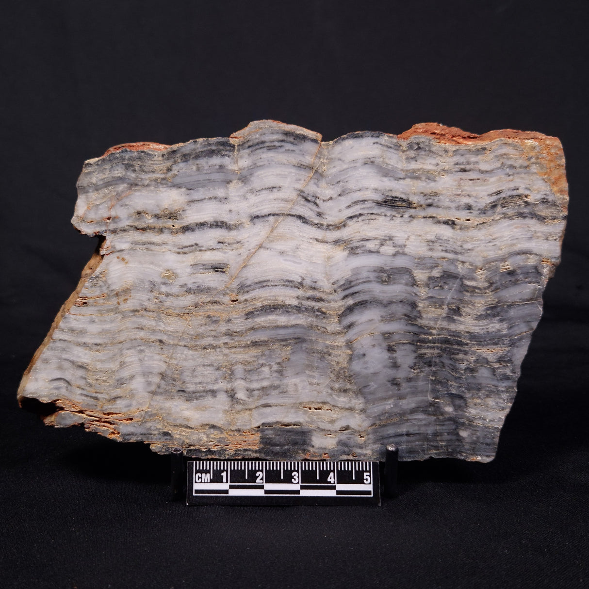 MOUNT MCGRATH STROMATOLITE, Lower Proterozoic, Australia ZMG046