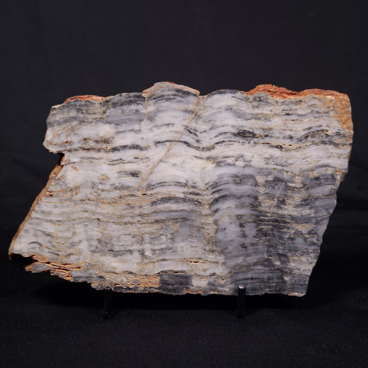 MOUNT MCGRATH STROMATOLITE, Lower Proterozoic, Australia ZMG046