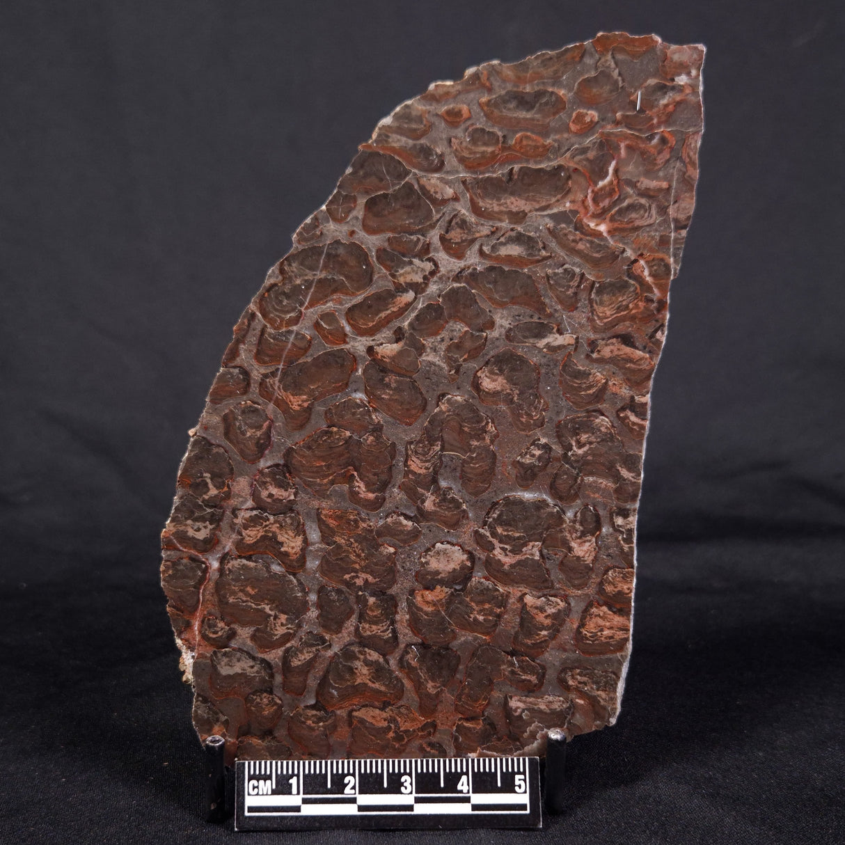 LINELLA AVIS STROMATOLITE, Proterozoic, Australia ZLA032