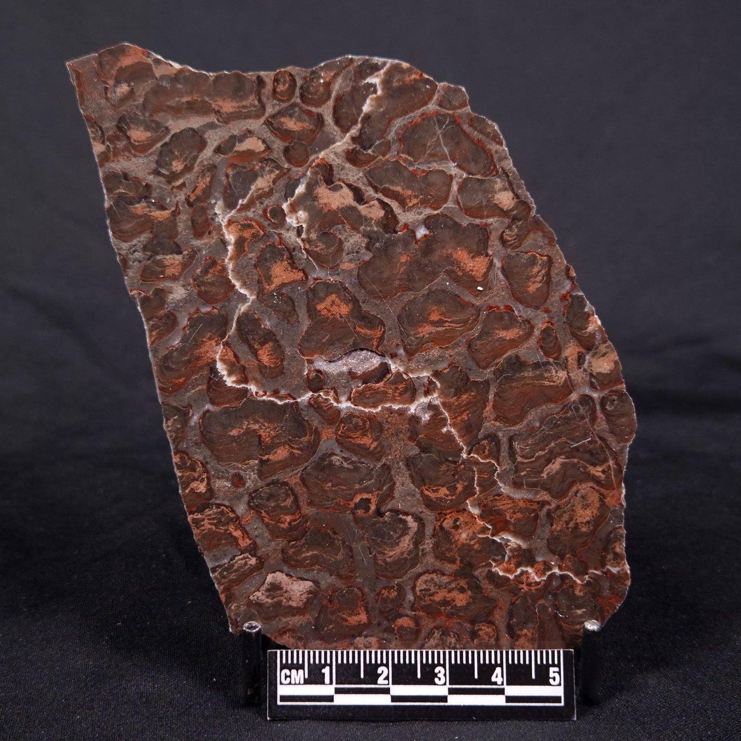 LINELLA AVIS STROMATOLITE, Proterozoic, Australia ZLA033