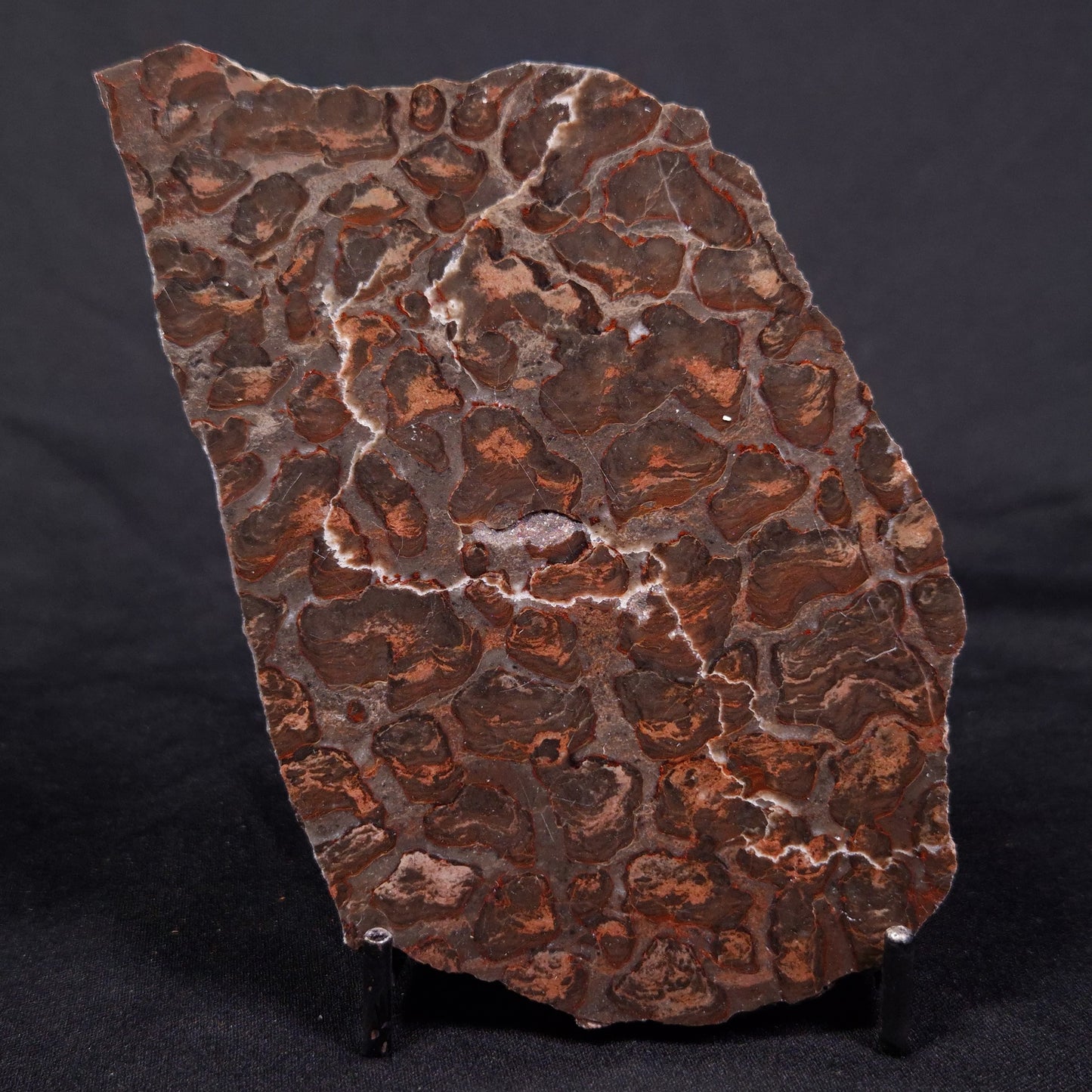 LINELLA AVIS STROMATOLITE, Proterozoic, Australia ZLA033