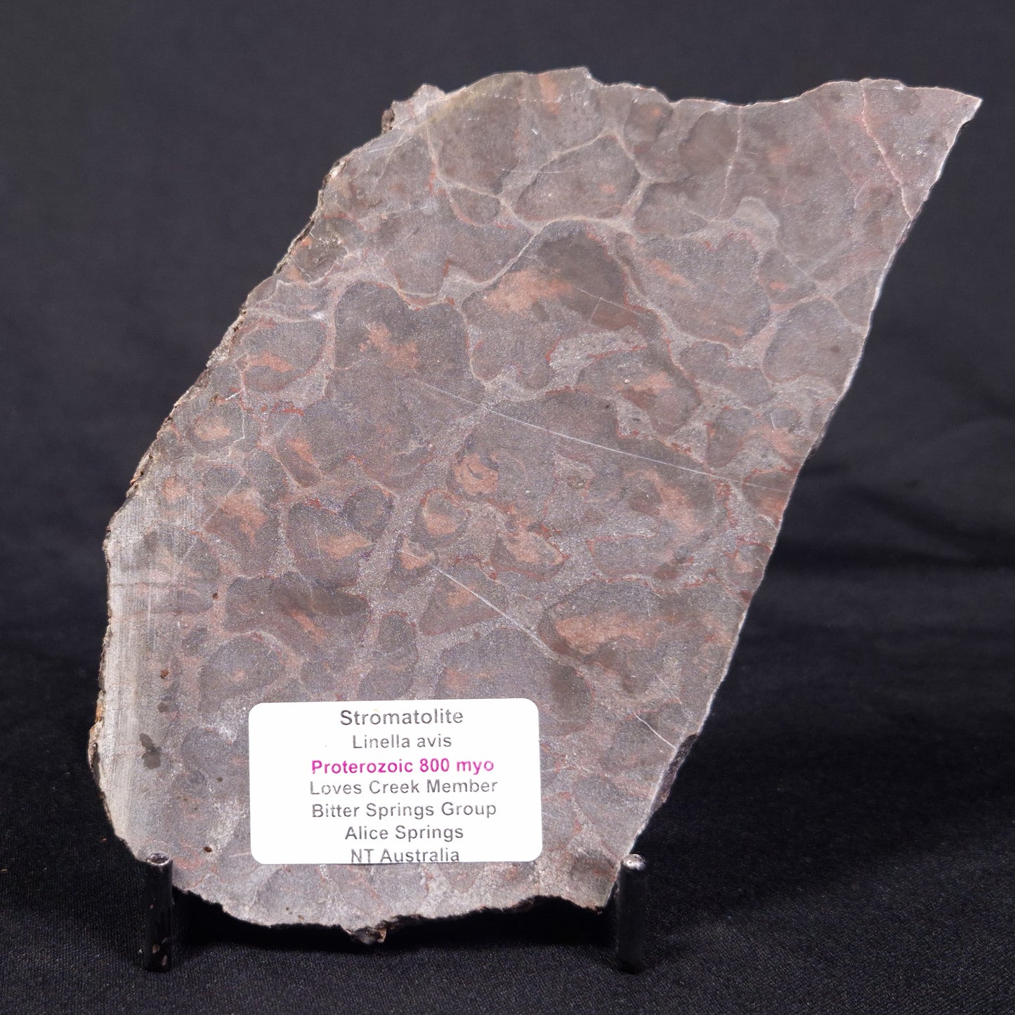 LINELLA AVIS STROMATOLITE, Proterozoic, Australia ZLA033