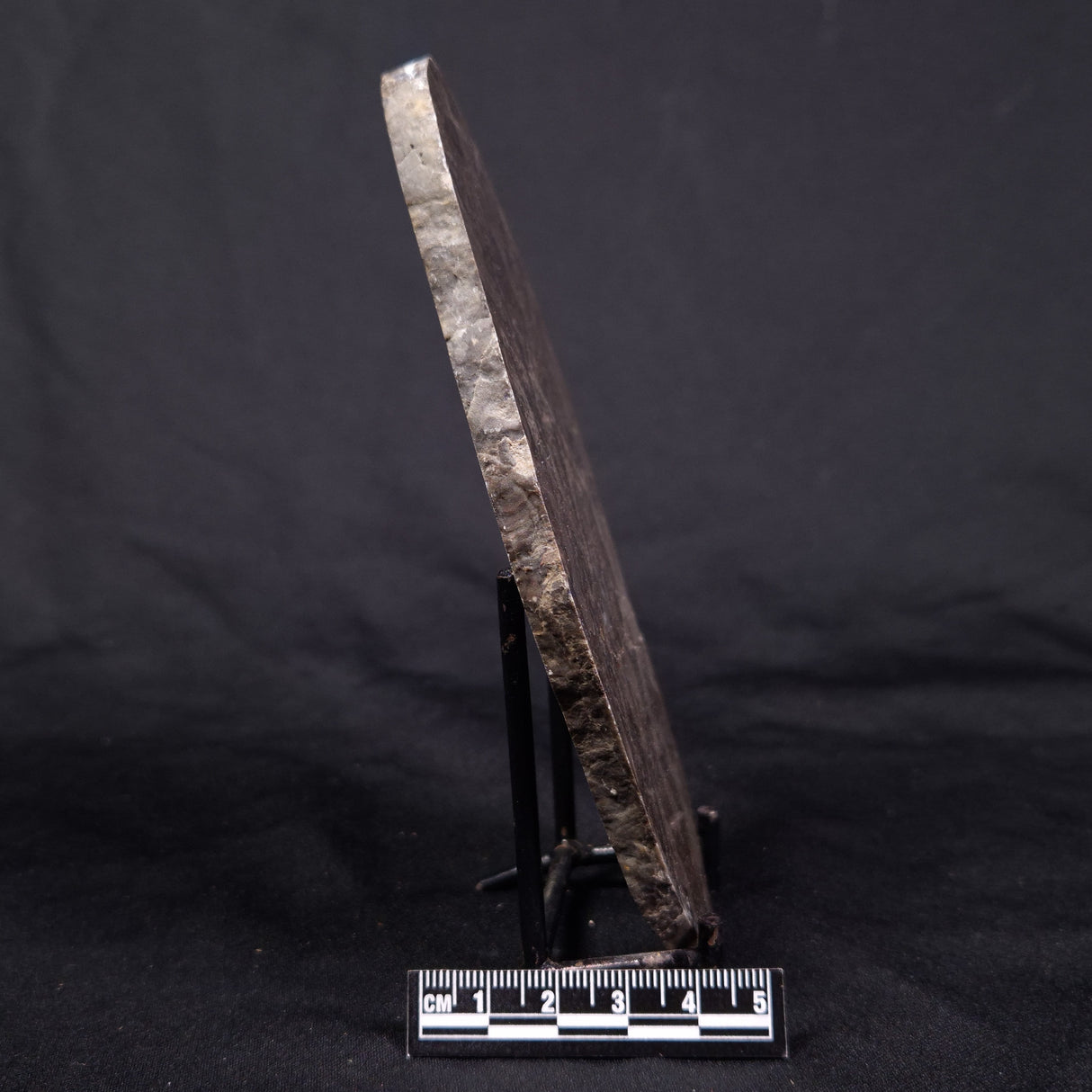 LINELLA AVIS STROMATOLITE, Proterozoic, Australia ZLA034