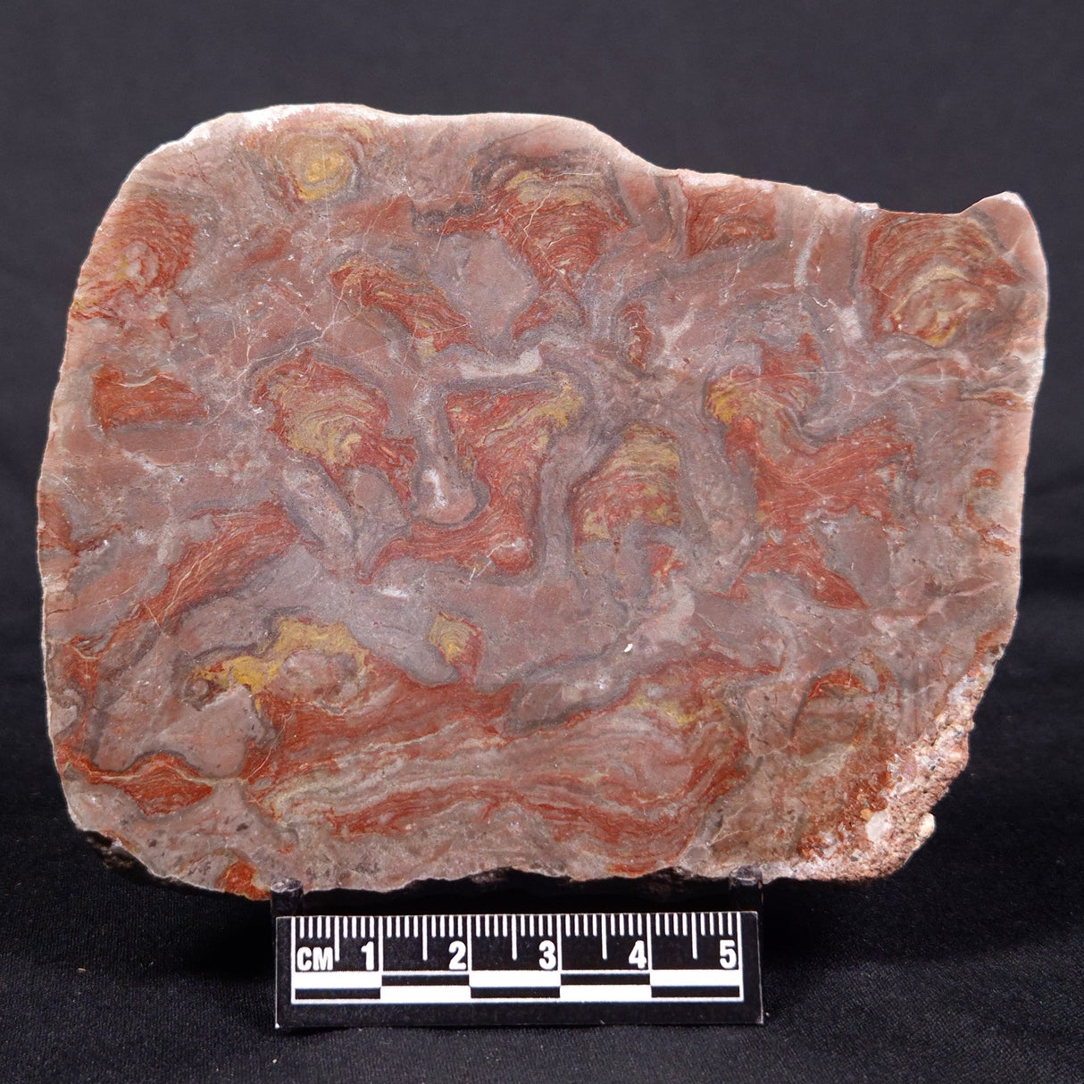 LINELLA AVIS STROMATOLITE, Proterozoic, Australia ZLA035