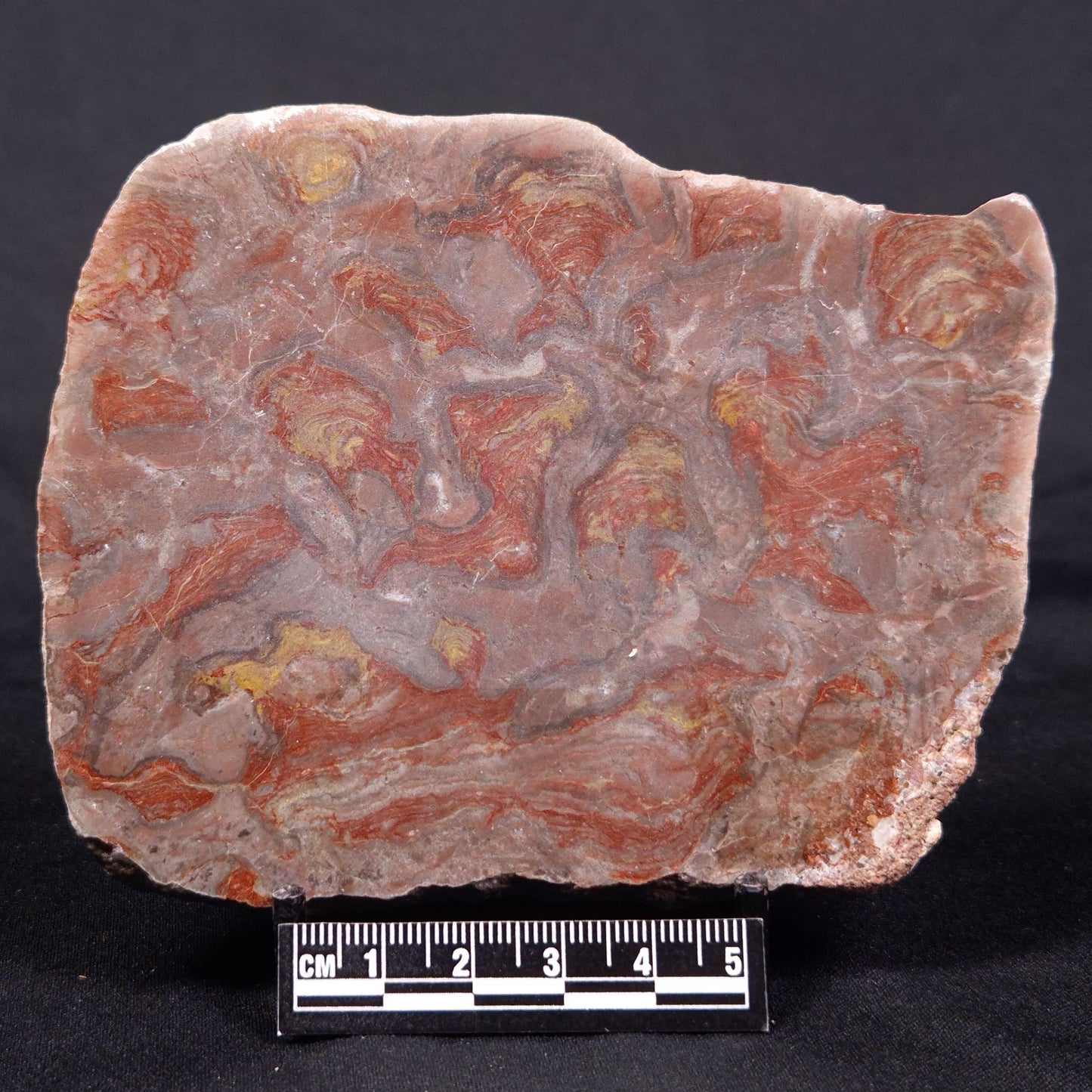 LINELLA AVIS STROMATOLITE, Proterozoic, Australia ZLA035