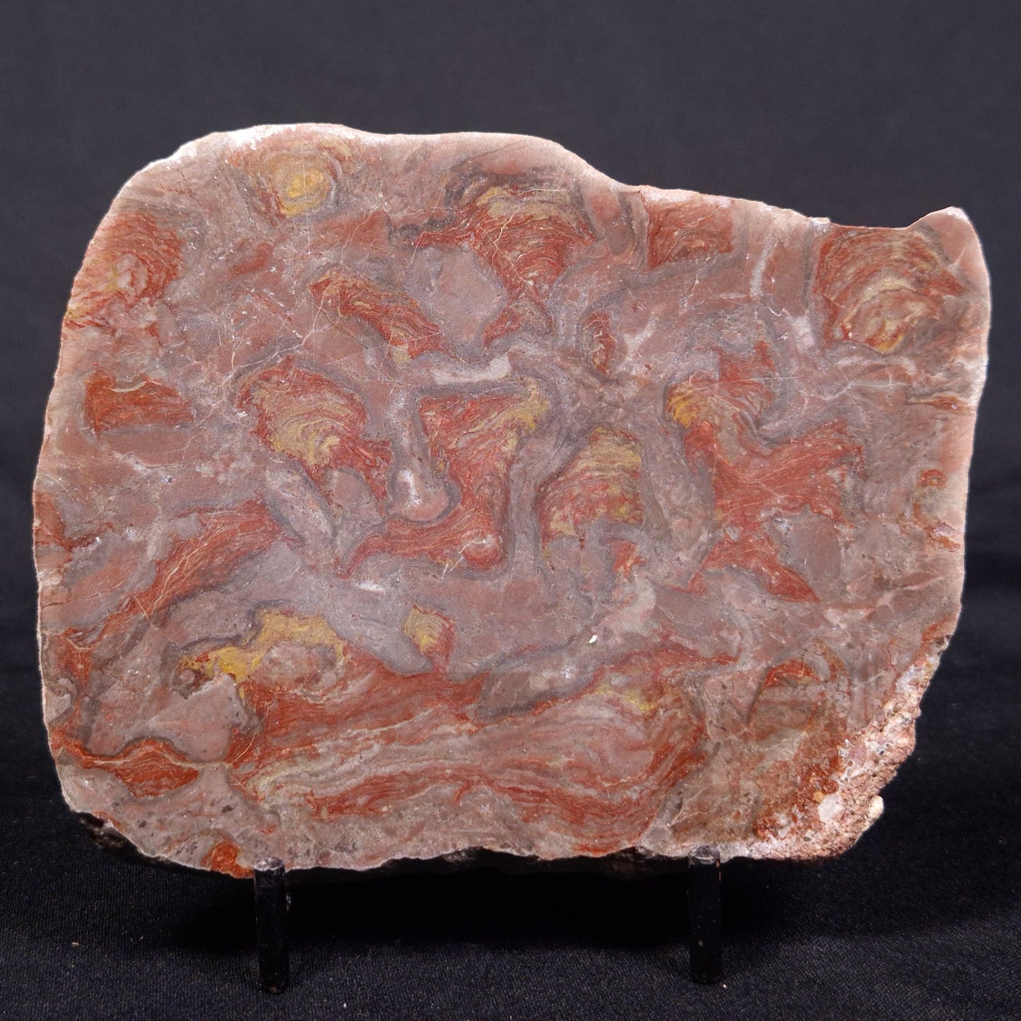 LINELLA AVIS STROMATOLITE, Proterozoic, Australia ZLA035