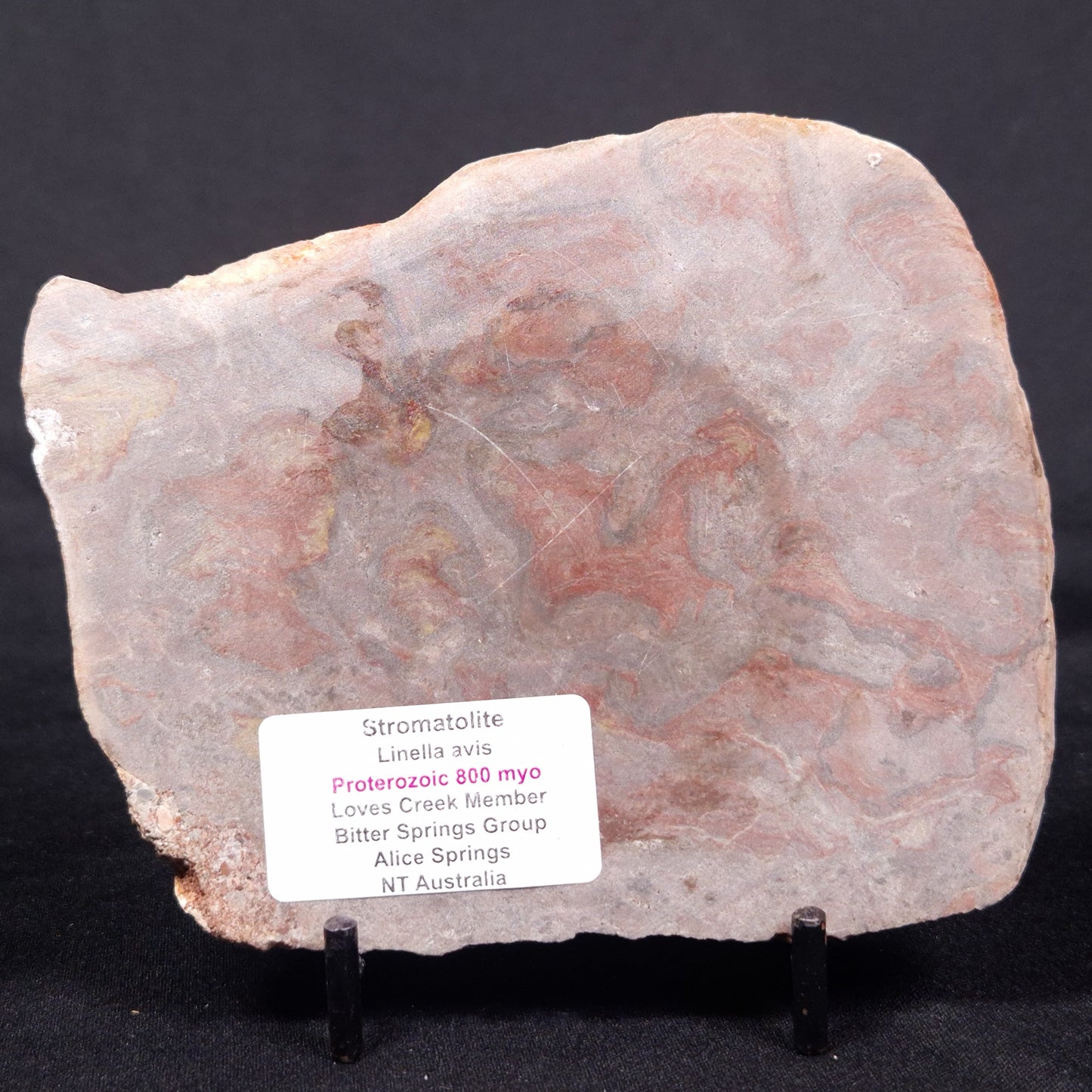 LINELLA AVIS STROMATOLITE, Proterozoic, Australia ZLA035