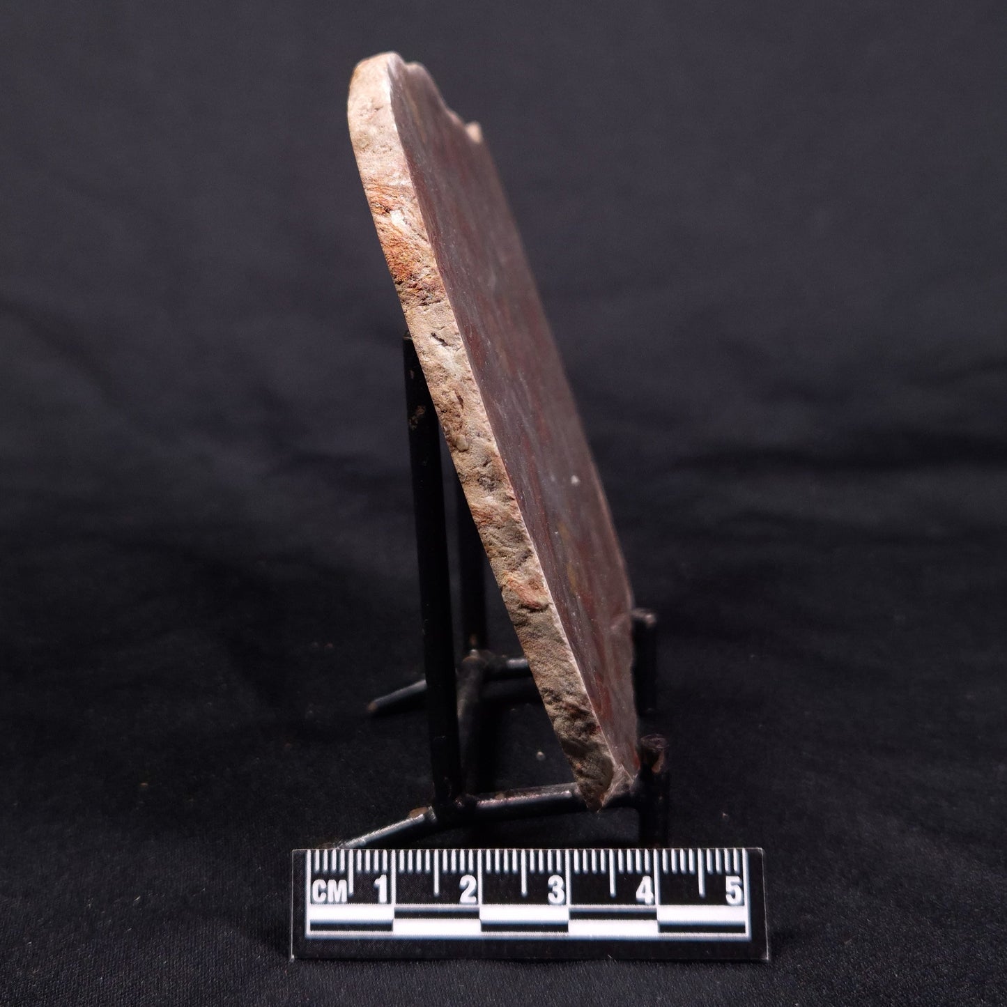 LINELLA AVIS STROMATOLITE, Proterozoic, Australia ZLA035