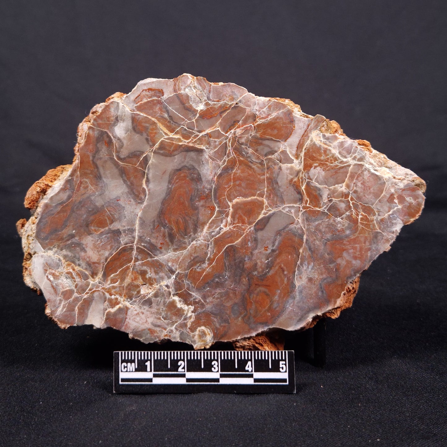 LINELLA AVIS STROMATOLITE, Proterozoic, Australia ZLA036