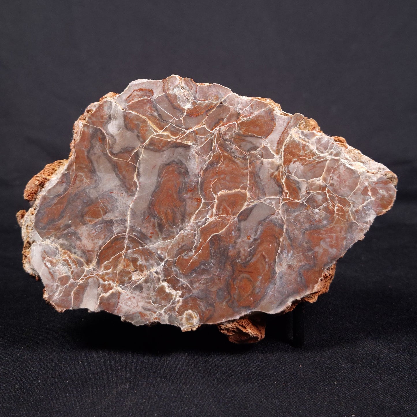 LINELLA AVIS STROMATOLITE, Proterozoic, Australia ZLA036