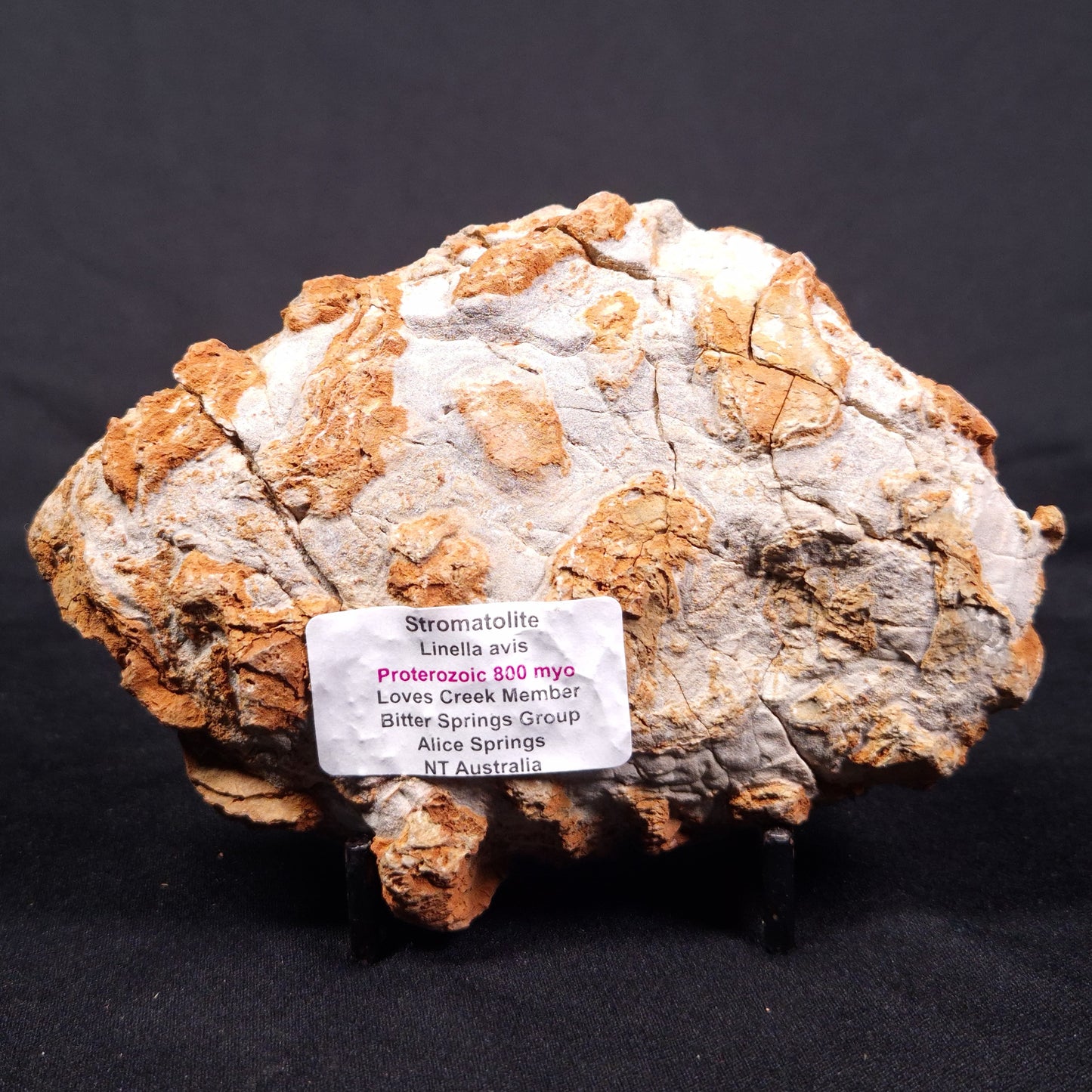 LINELLA AVIS STROMATOLITE, Proterozoic, Australia ZLA036