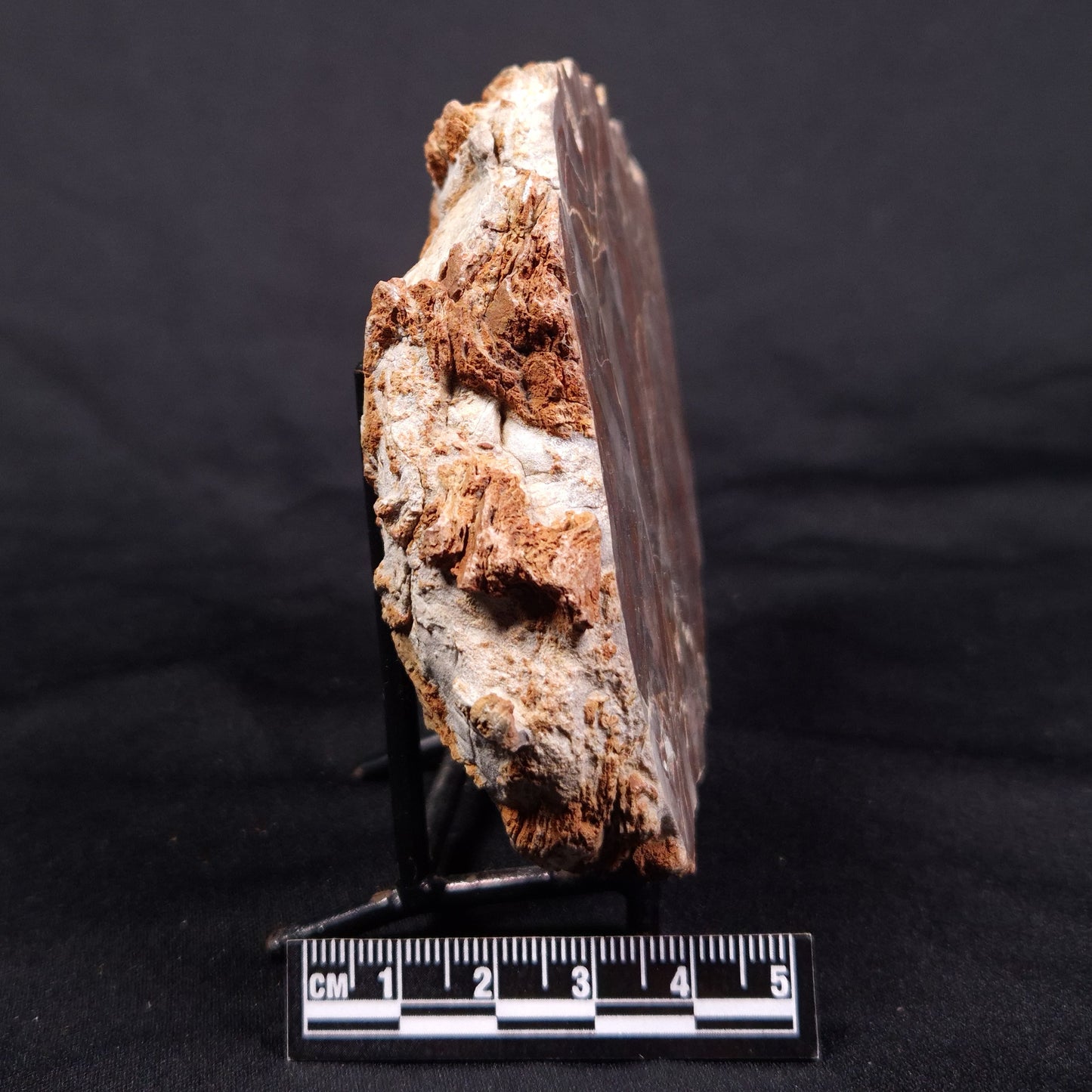 LINELLA AVIS STROMATOLITE, Proterozoic, Australia ZLA036