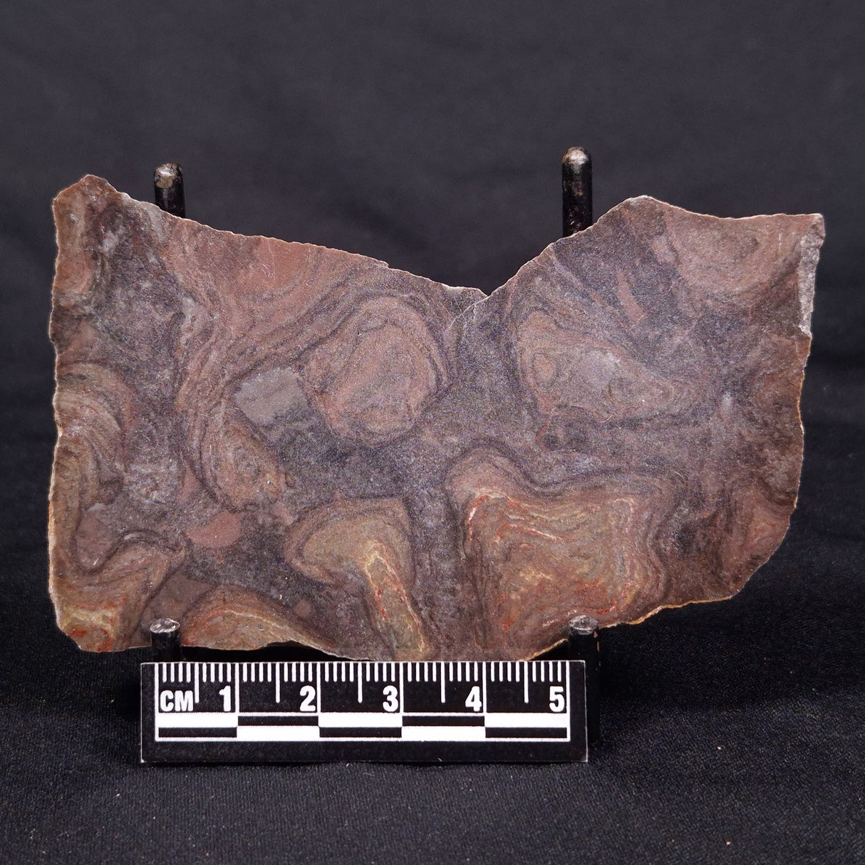 LINELLA AVIS STROMATOLITE, Proterozoic, Australia ZLA037
