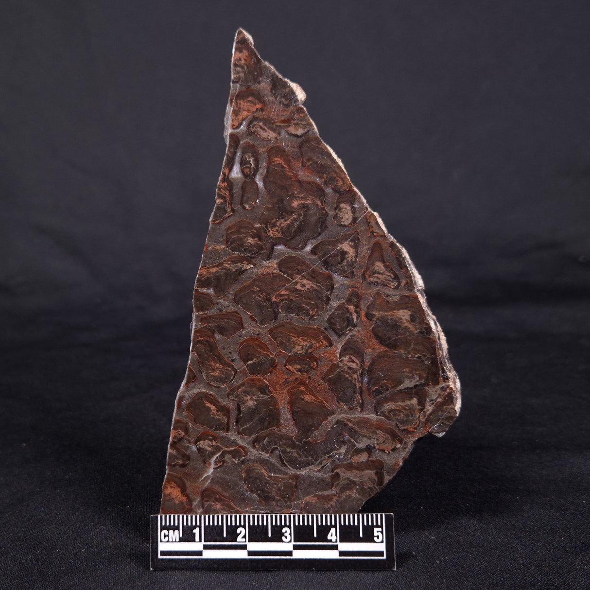LINELLA AVIS STROMATOLITE, Proterozoic, Australia ZLA040