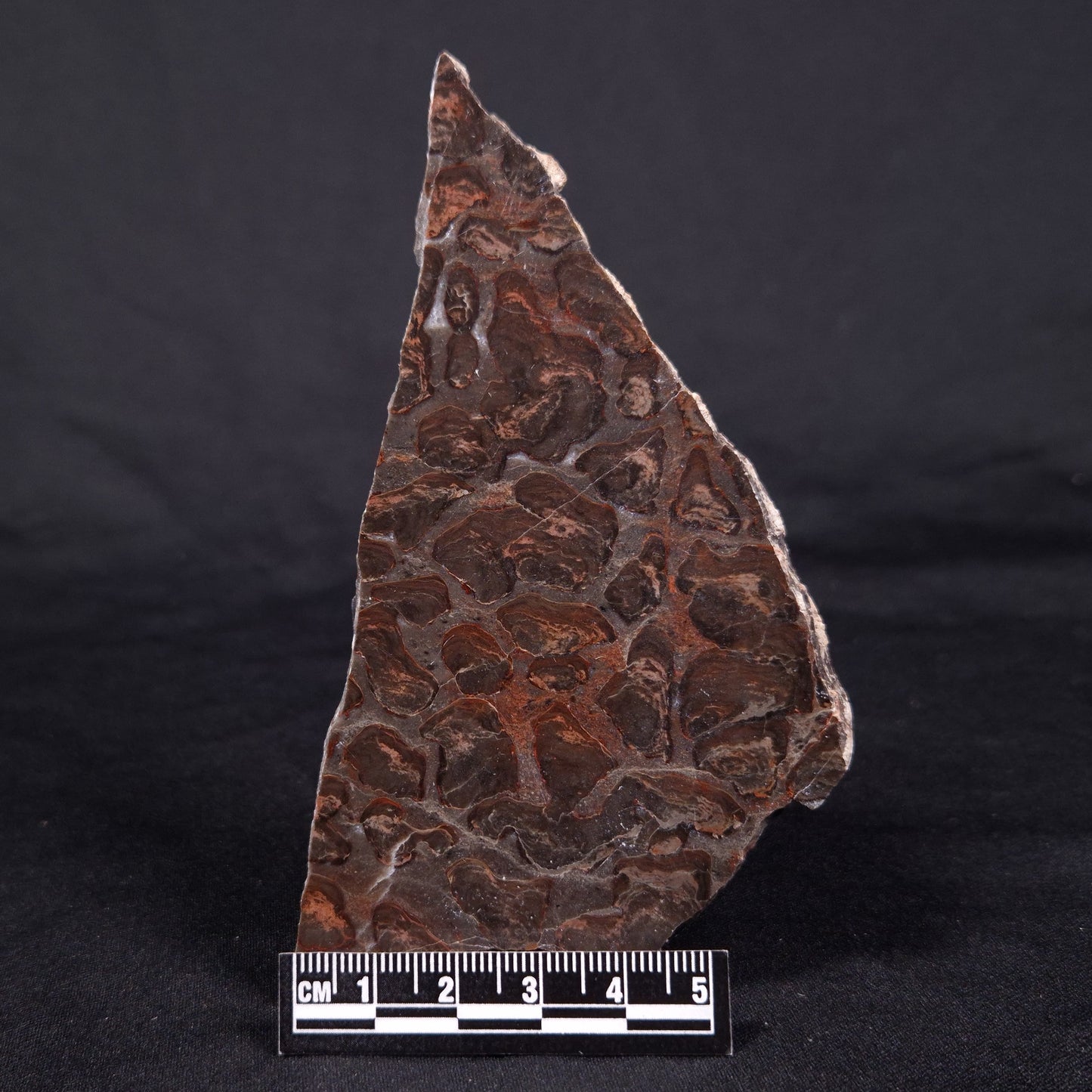 LINELLA AVIS STROMATOLITE, Proterozoic, Australia ZLA040