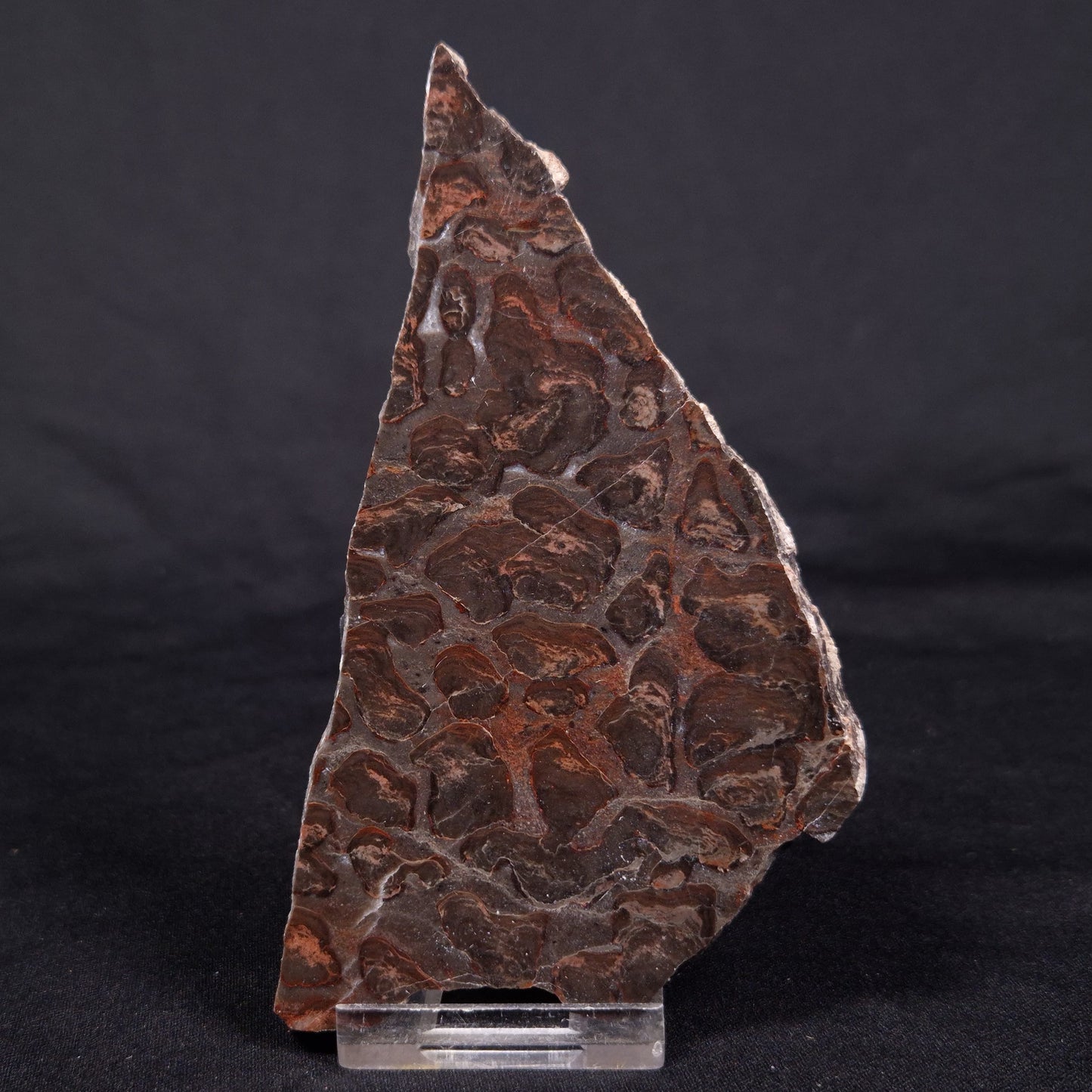 LINELLA AVIS STROMATOLITE, Proterozoic, Australia ZLA040