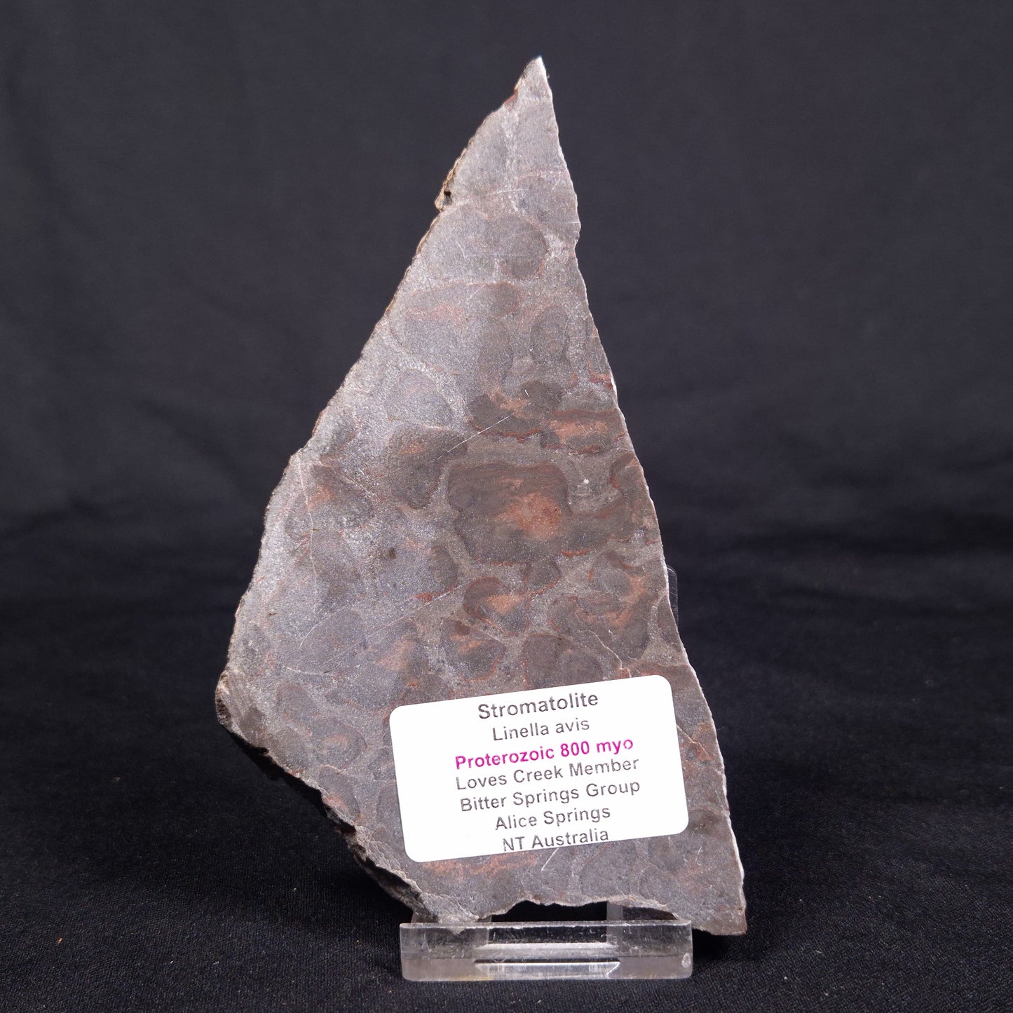 LINELLA AVIS STROMATOLITE, Proterozoic, Australia ZLA040