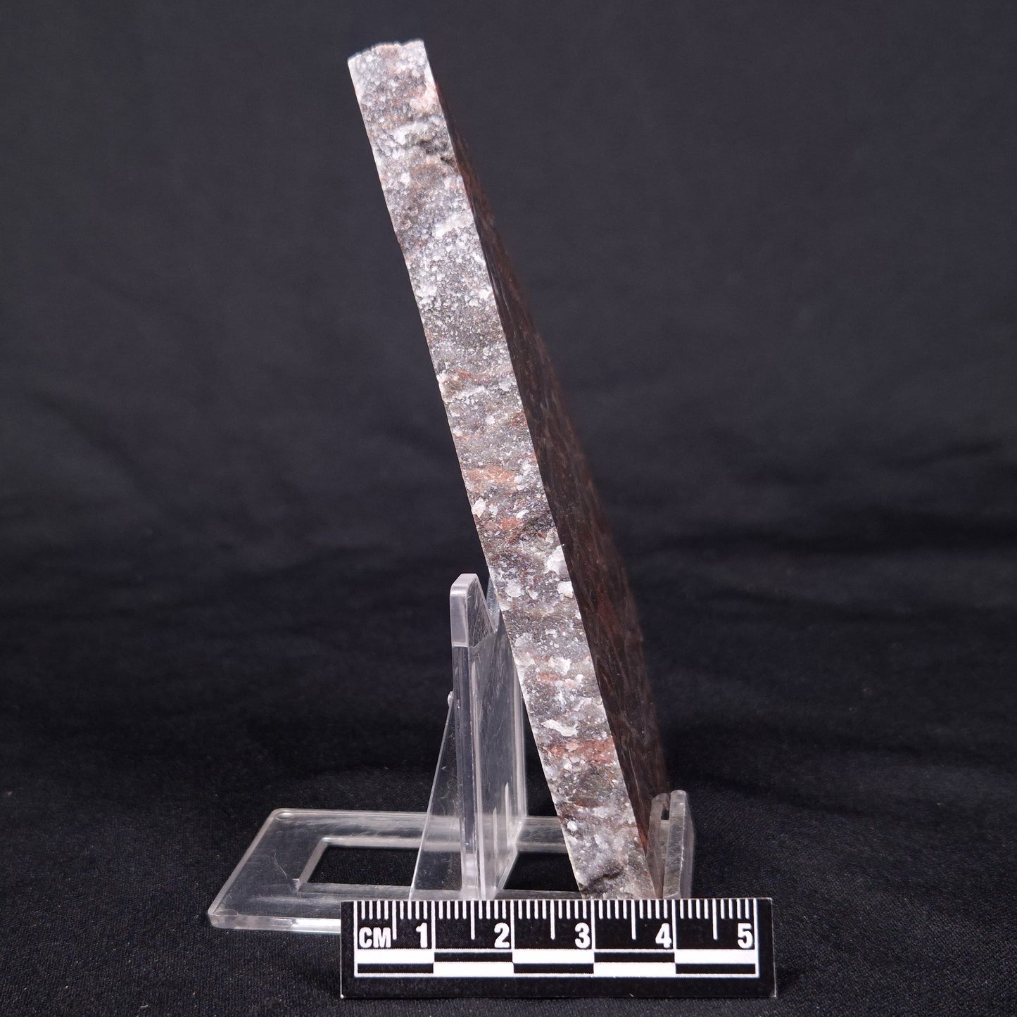LINELLA AVIS STROMATOLITE, Proterozoic, Australia ZLA040
