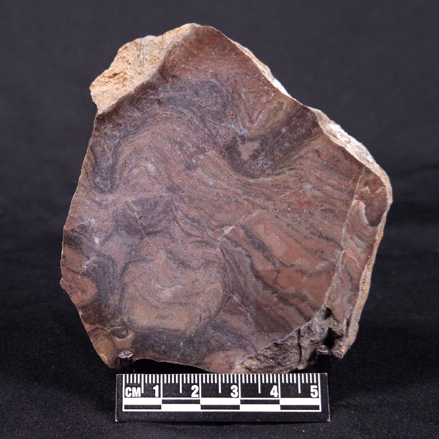 LINELLA AVIS STROMATOLITE, Proterozoic, Australia ZLA042