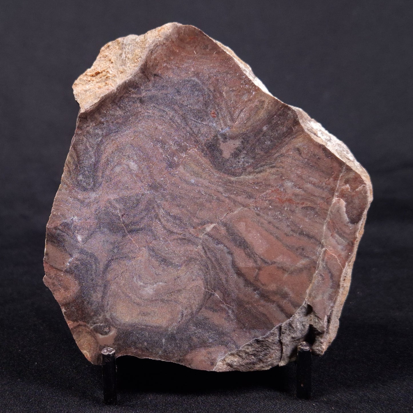 LINELLA AVIS STROMATOLITE, Proterozoic, Australia ZLA042