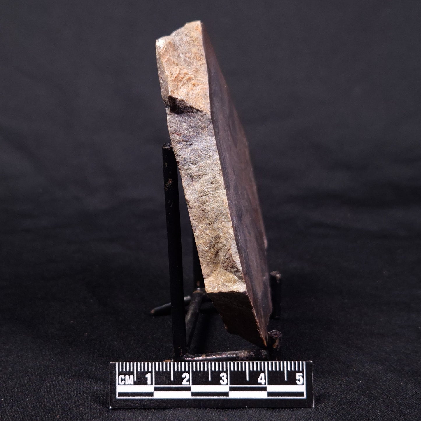 LINELLA AVIS STROMATOLITE, Proterozoic, Australia ZLA042