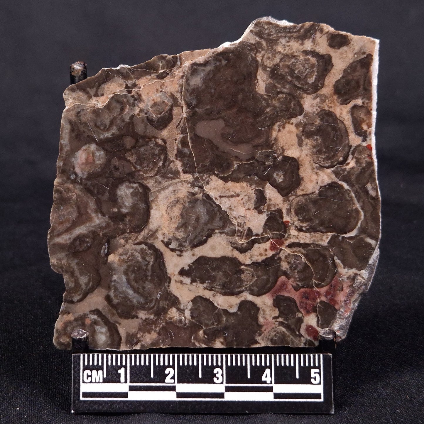 LINELLA AVIS STROMATOLITE, Proterozoic, Australia ZLA043