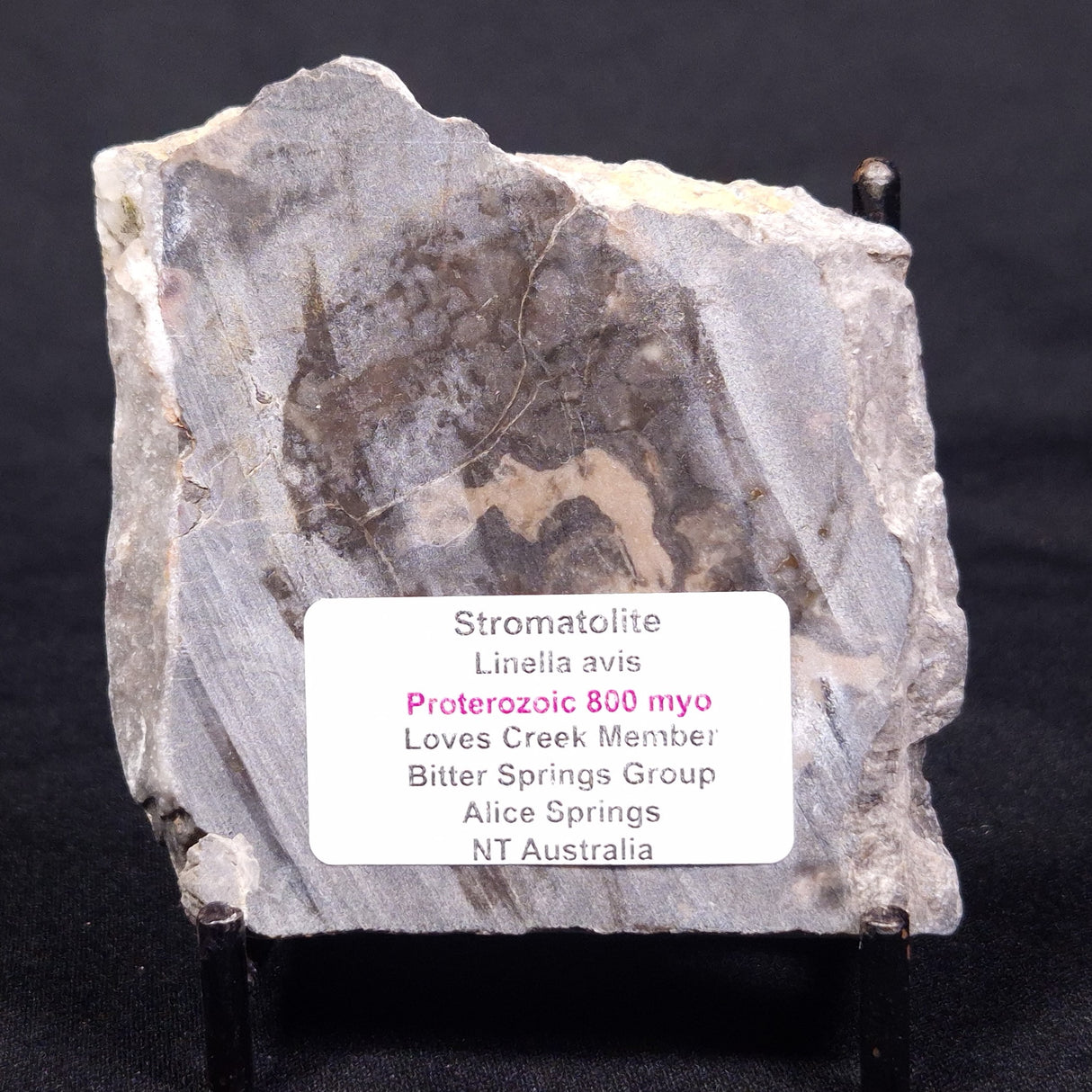 LINELLA AVIS STROMATOLITE, Proterozoic, Australia ZLA043