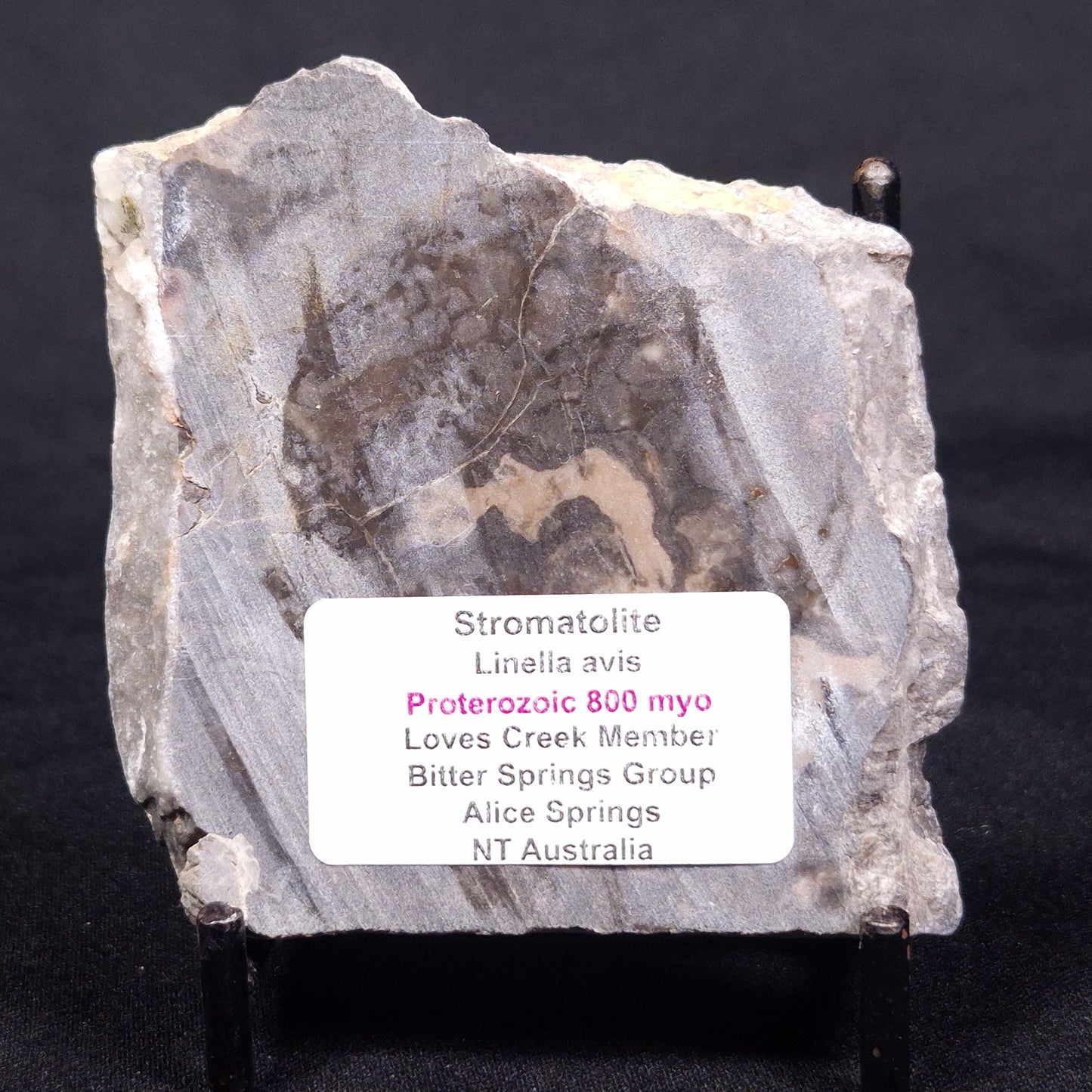 LINELLA AVIS STROMATOLITE, Proterozoic, Australia ZLA043