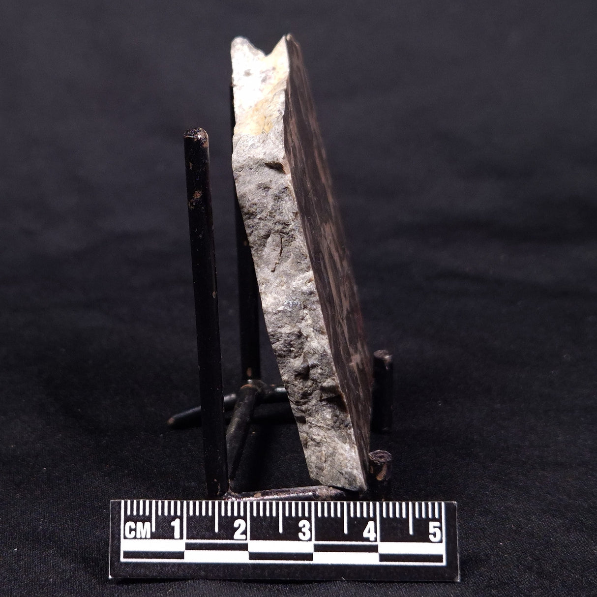 LINELLA AVIS STROMATOLITE, Proterozoic, Australia ZLA043