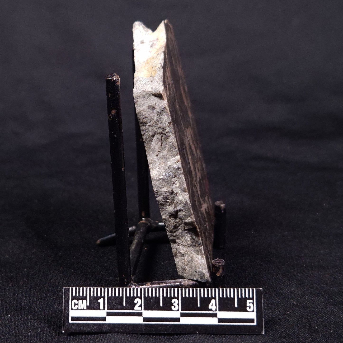 LINELLA AVIS STROMATOLITE, Proterozoic, Australia ZLA043