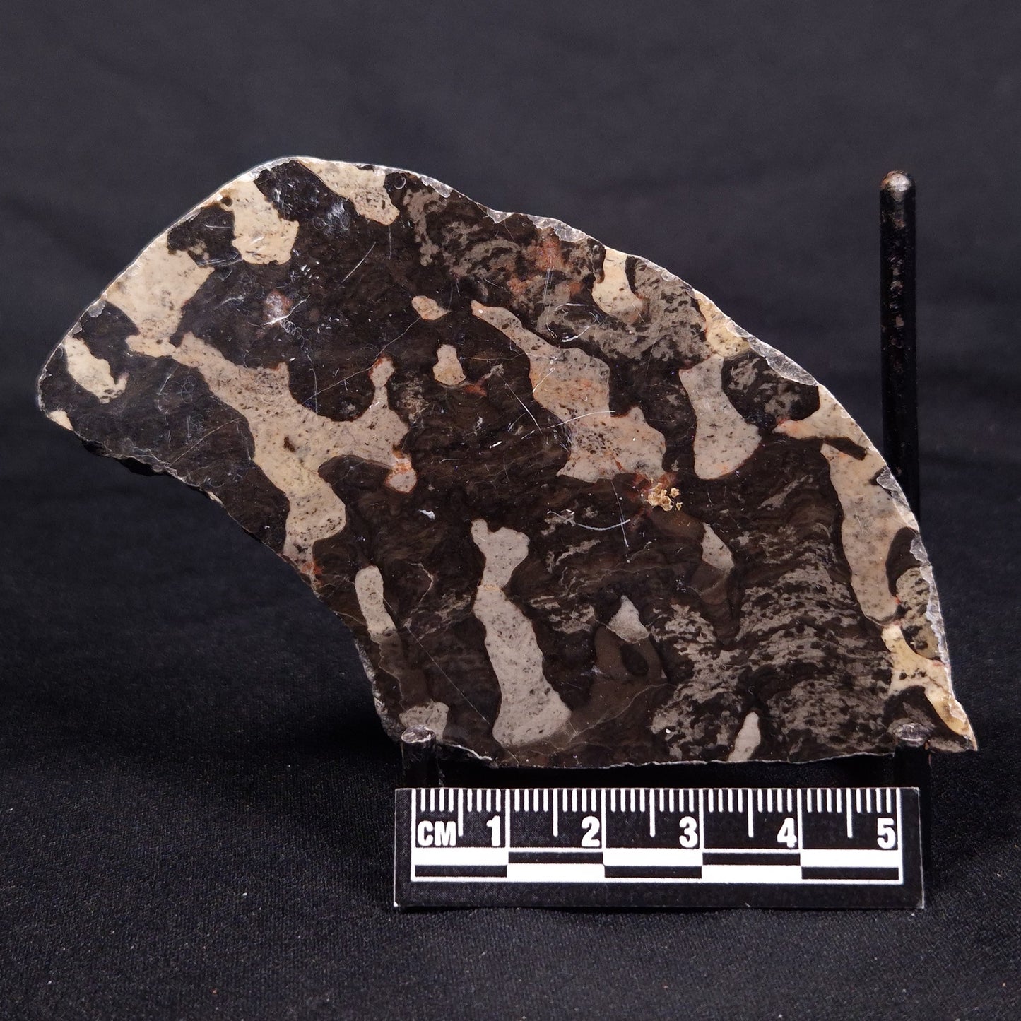 LINELLA AVIS STROMATOLITE, Proterozoic, Australia ZLA044