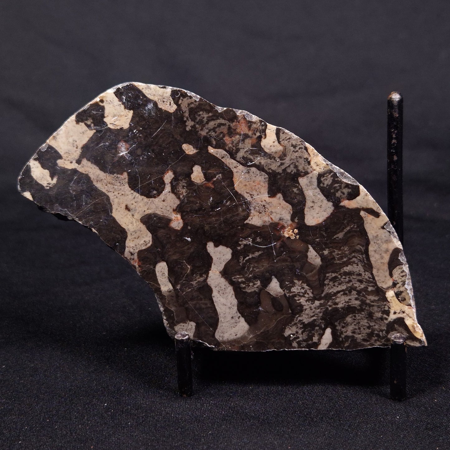 LINELLA AVIS STROMATOLITE, Proterozoic, Australia ZLA044