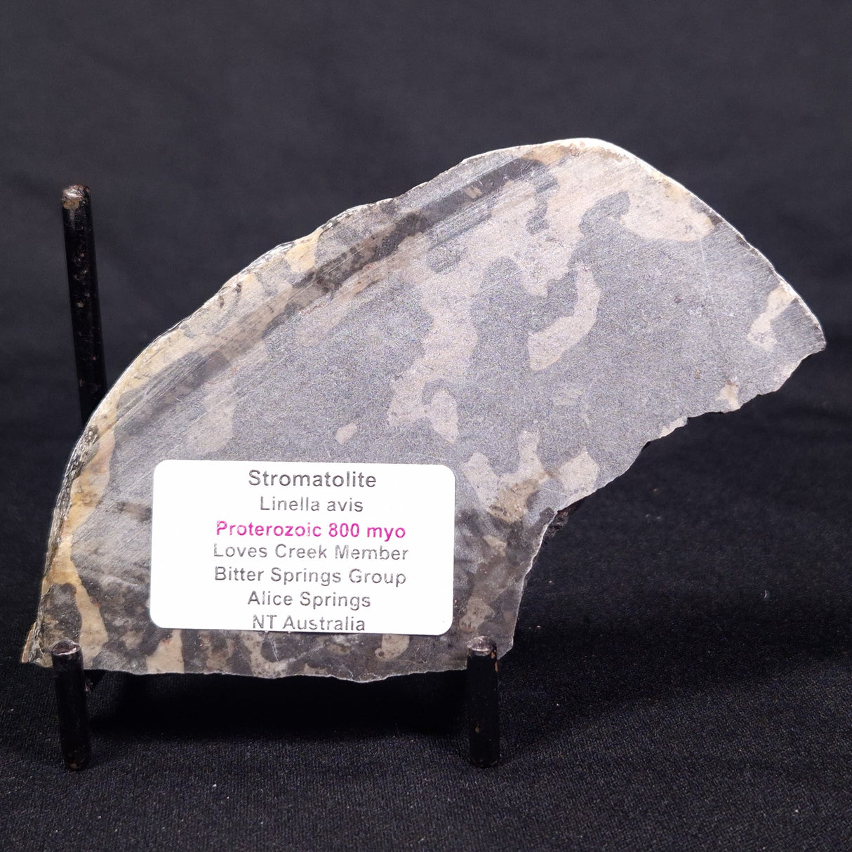 LINELLA AVIS STROMATOLITE, Proterozoic, Australia ZLA044