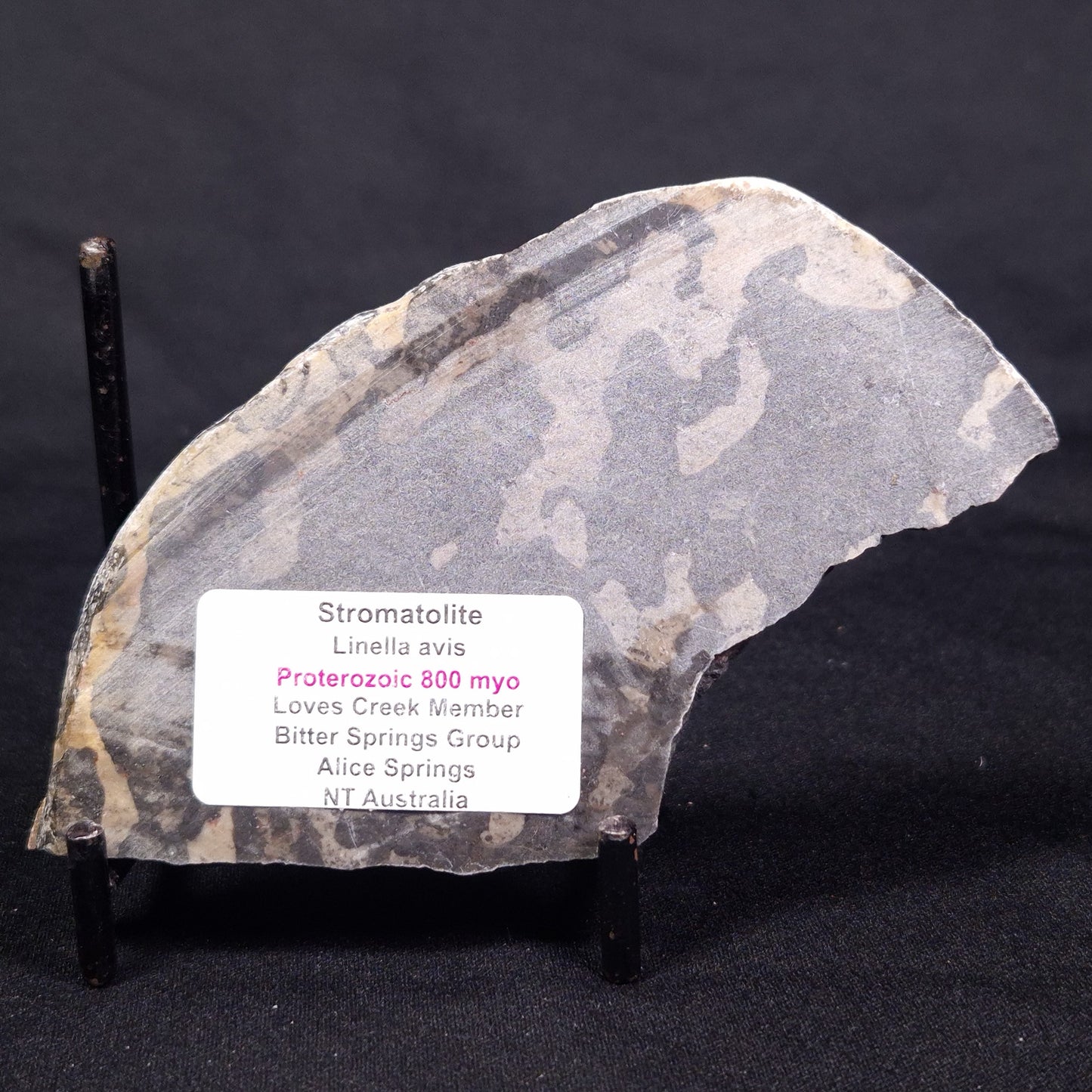LINELLA AVIS STROMATOLITE, Proterozoic, Australia ZLA044