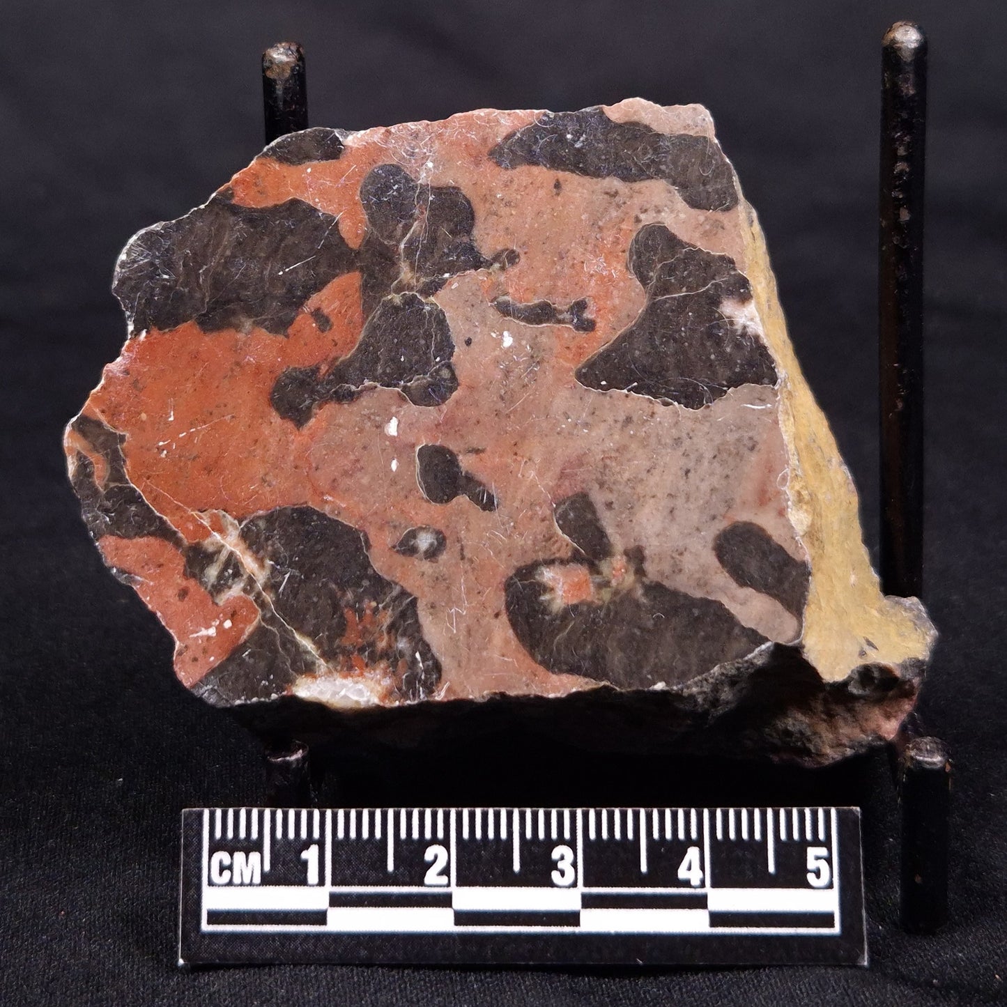 LINELLA AVIS STROMATOLITE, Proterozoic, Australia ZLA045